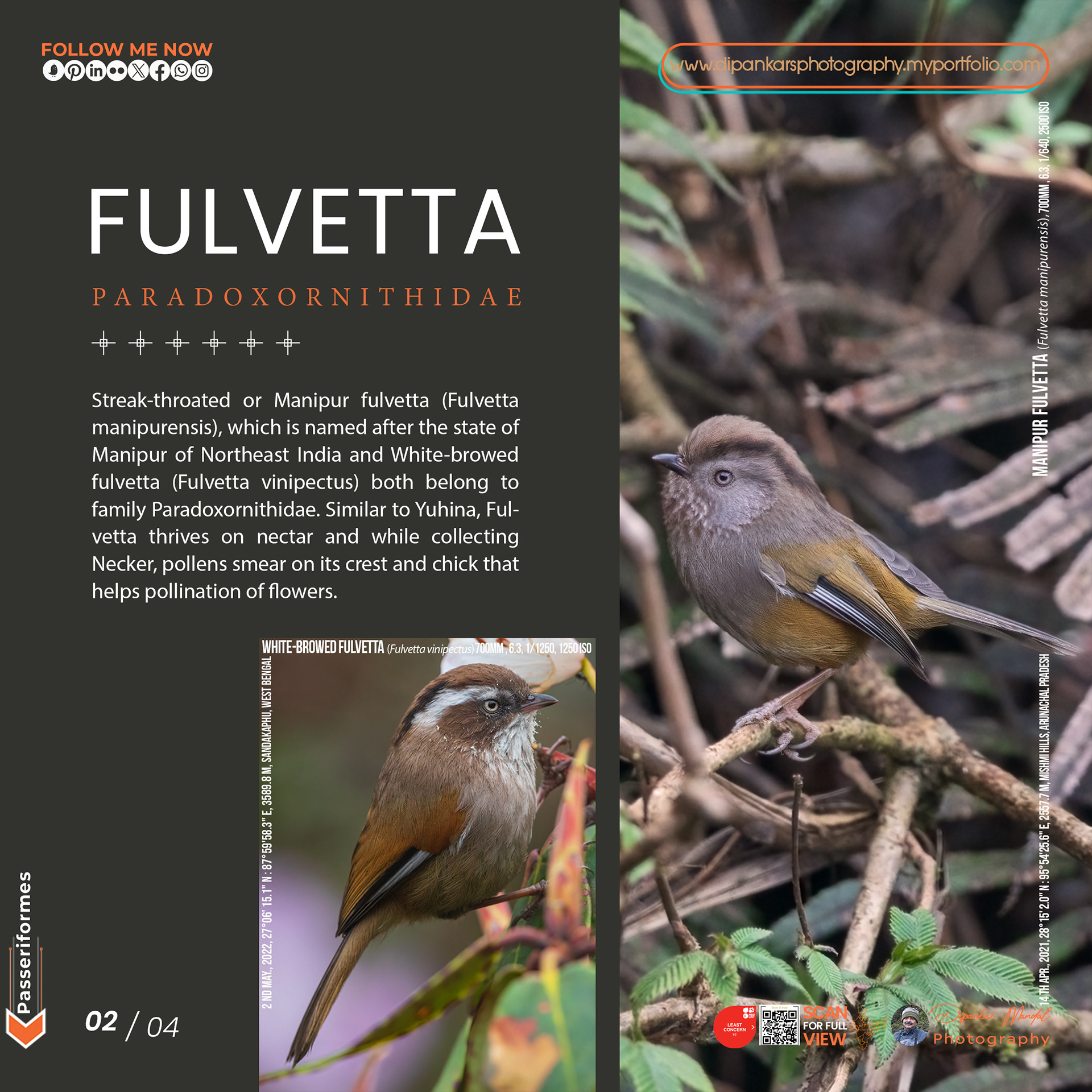 Fulvetta-02