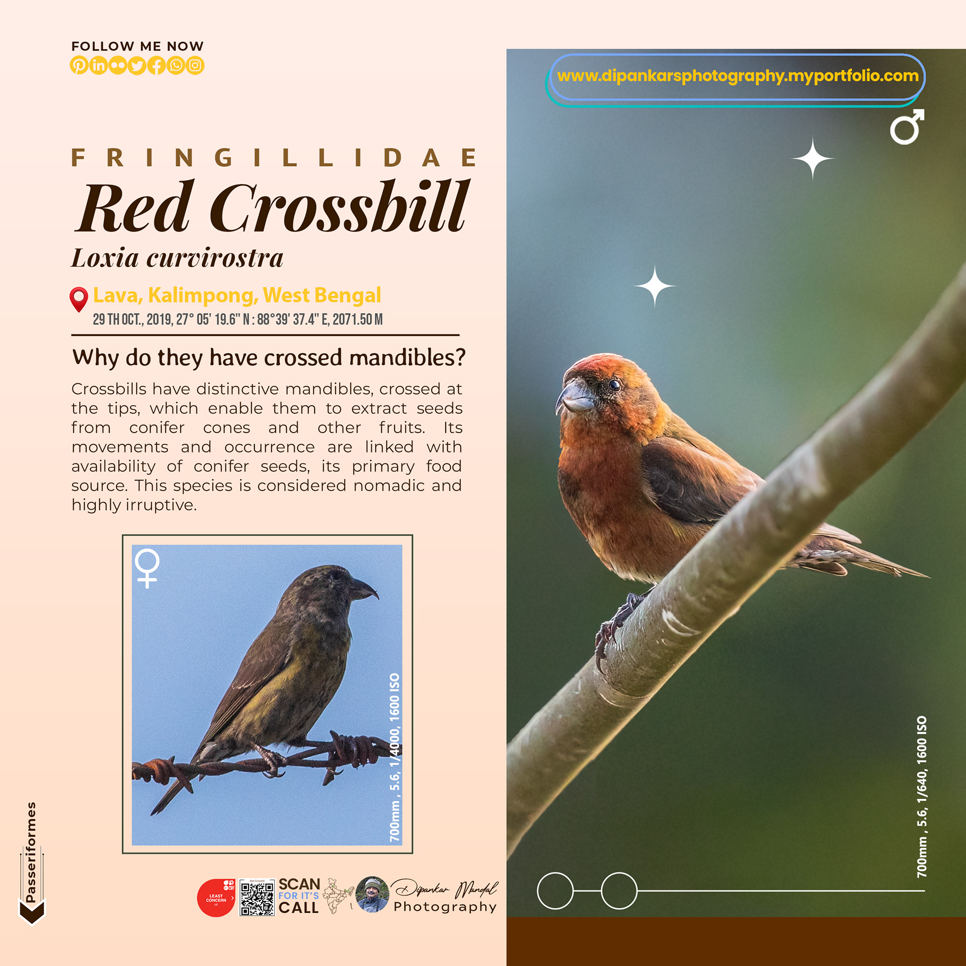 Red Crossbill