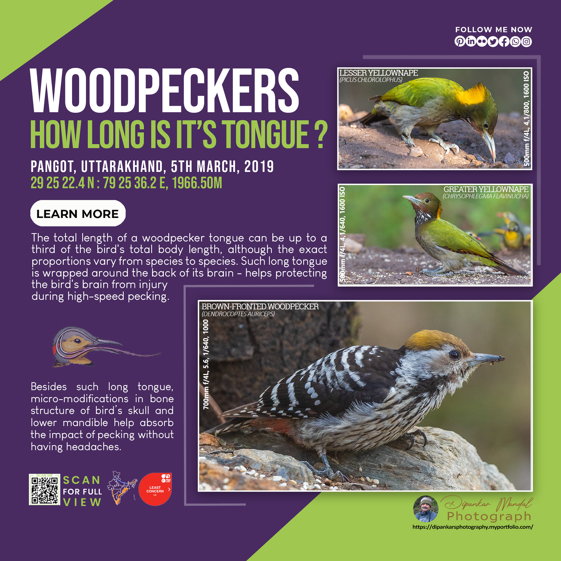 Woodpecker-03