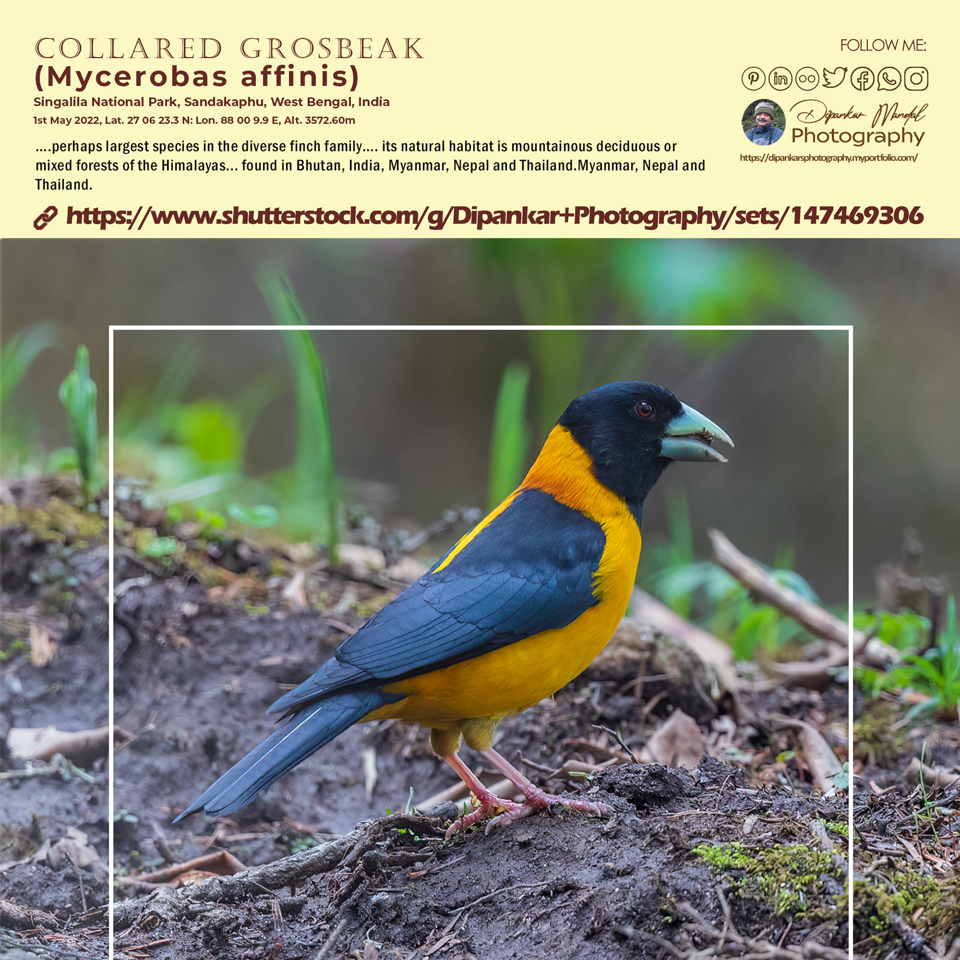 Collared Grosbeak