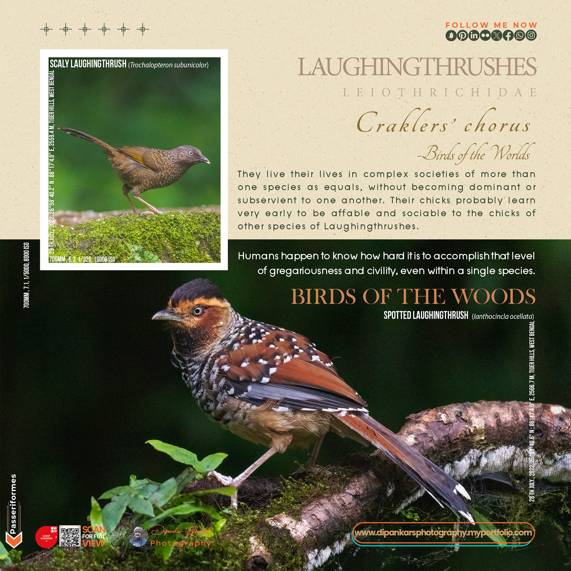 Laughingthrush-04