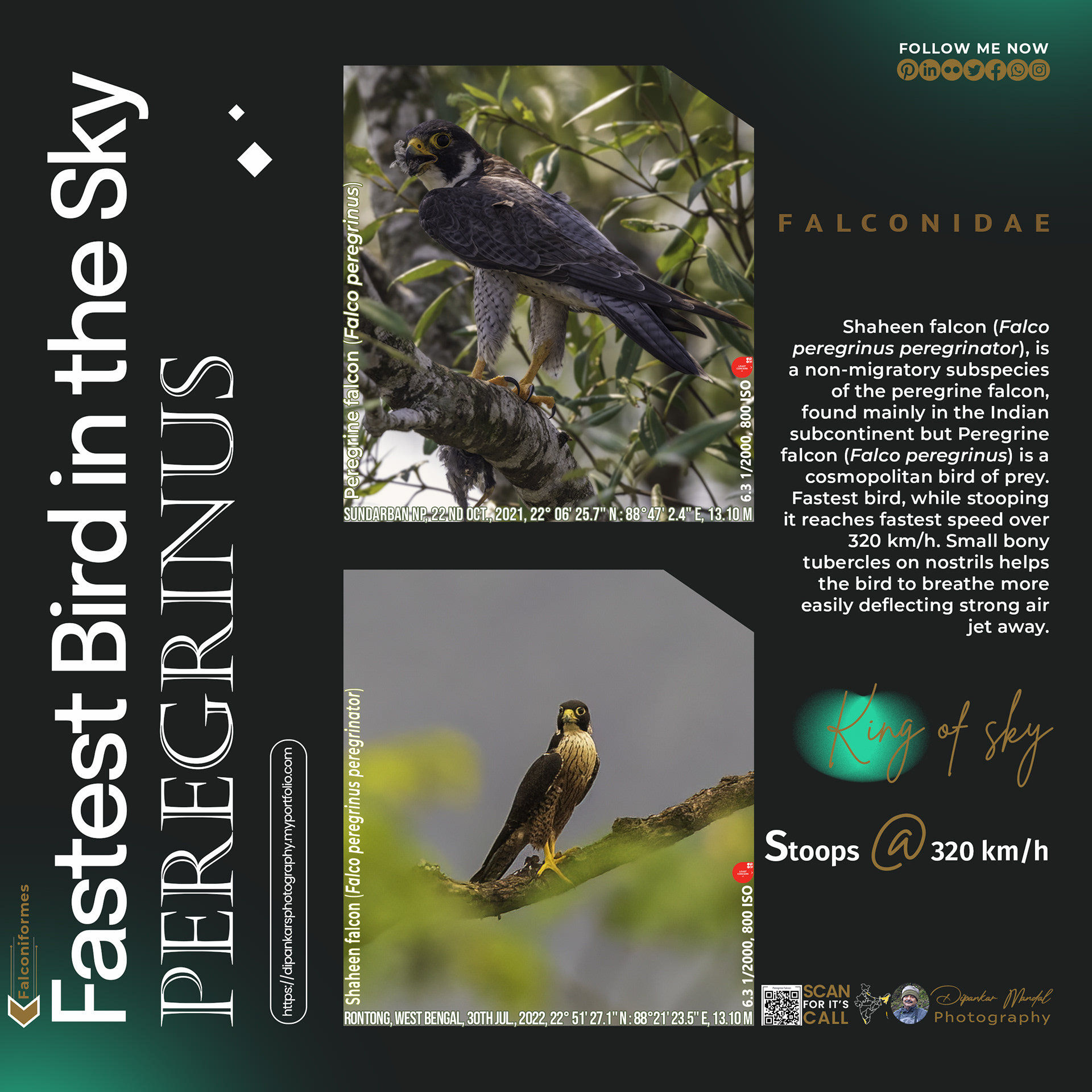Falcon_01