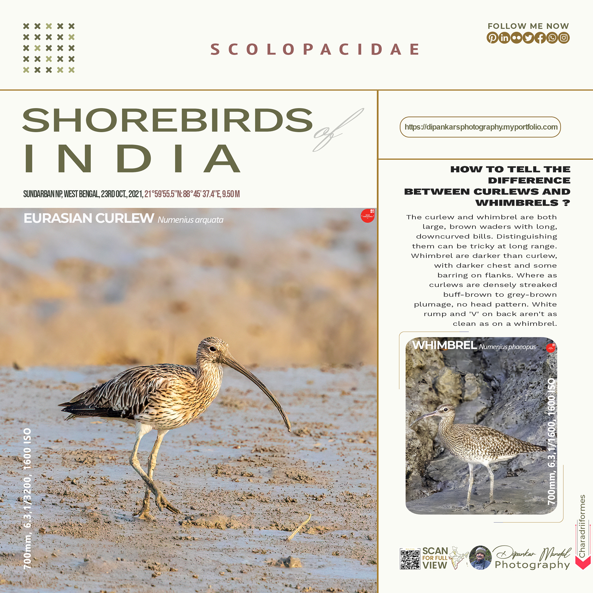 Whimbrel_curlew