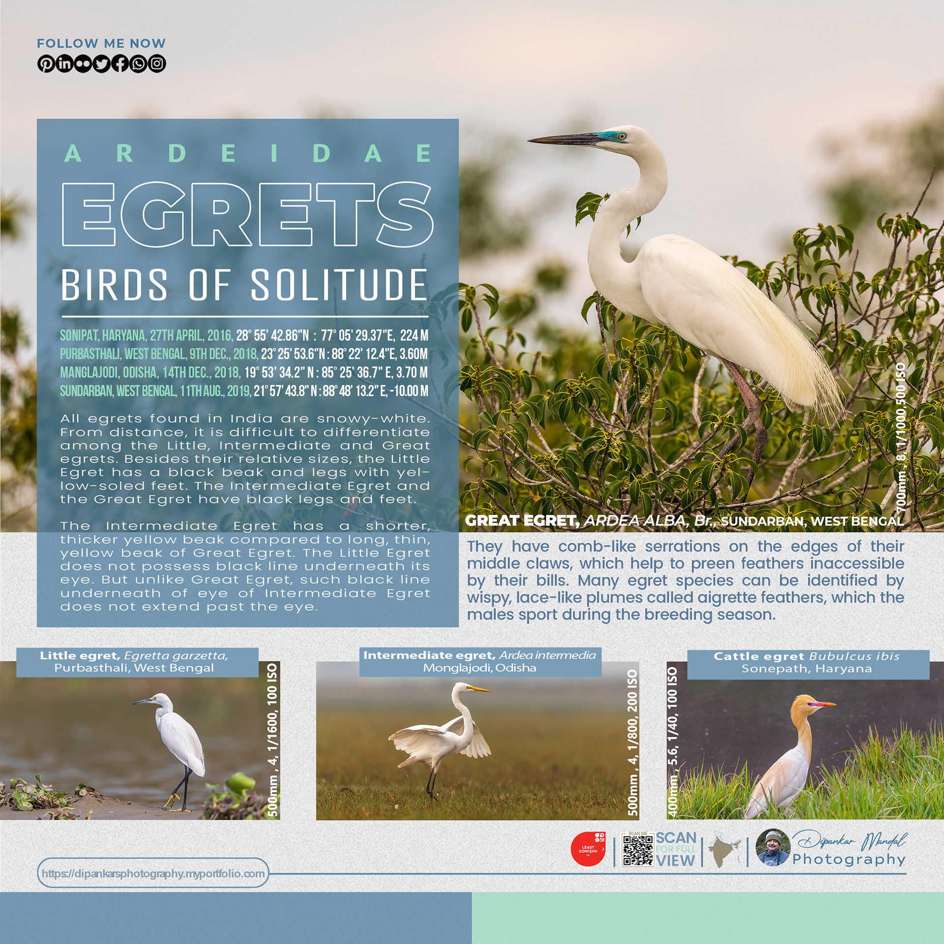 Egret_01