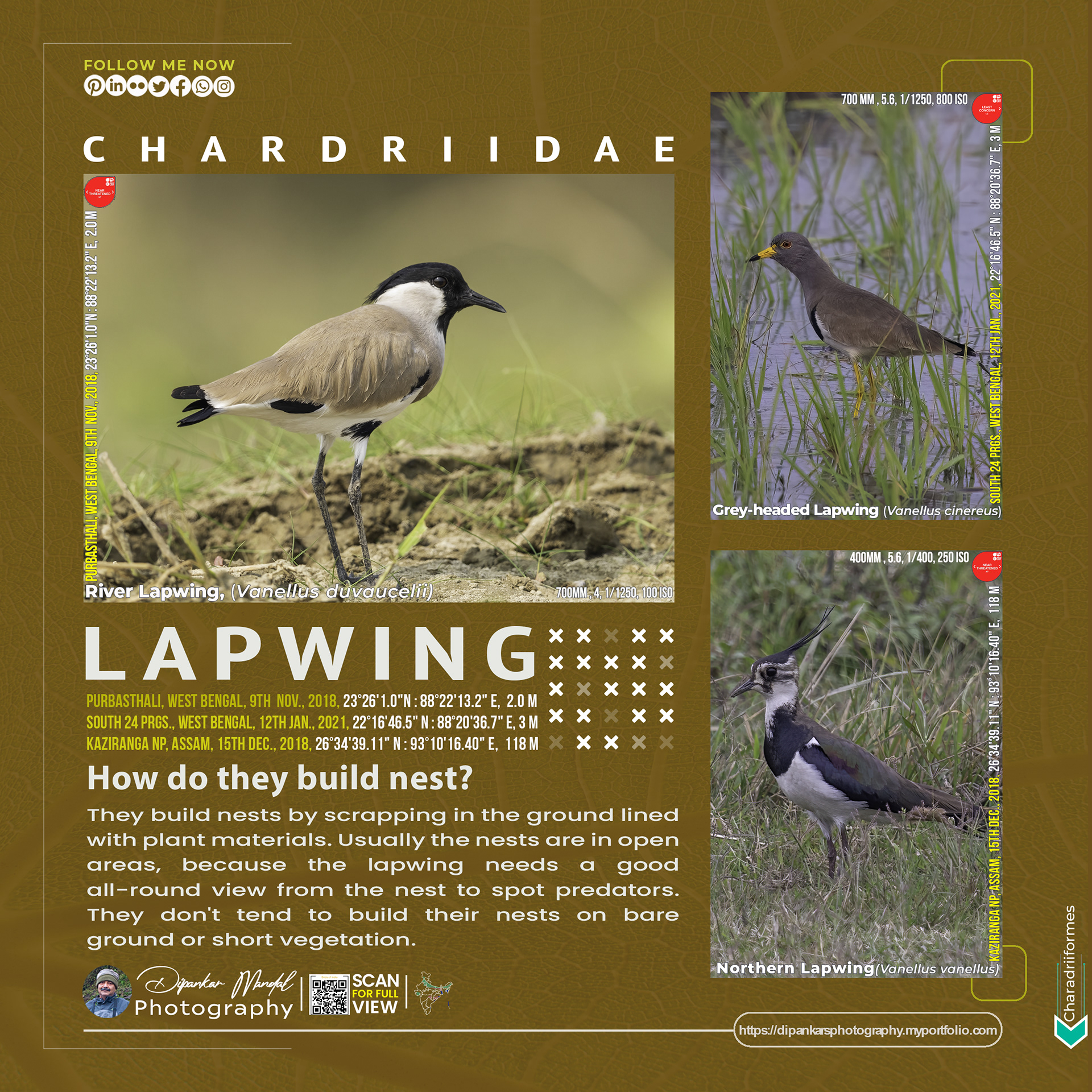 Lapwing