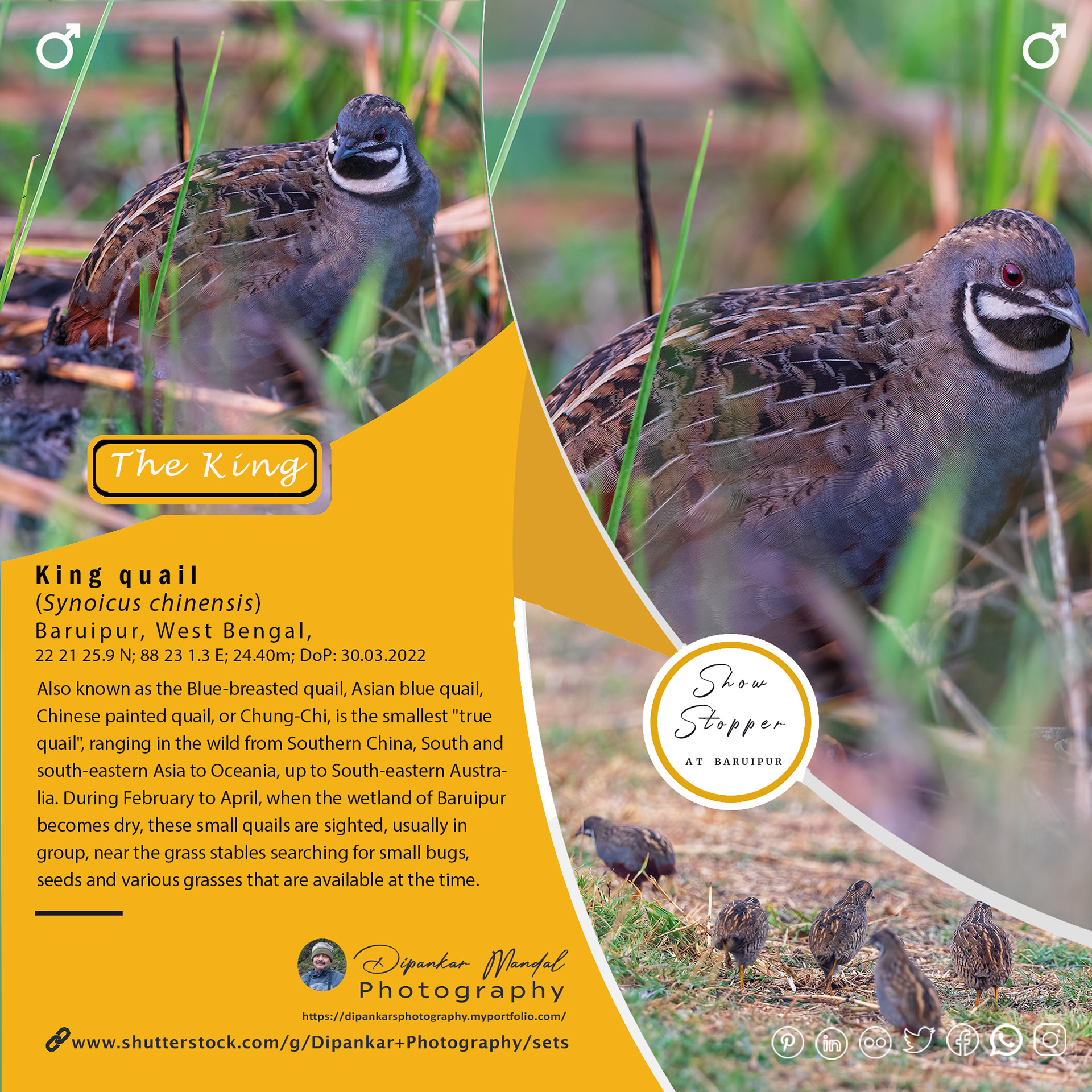 King Quail