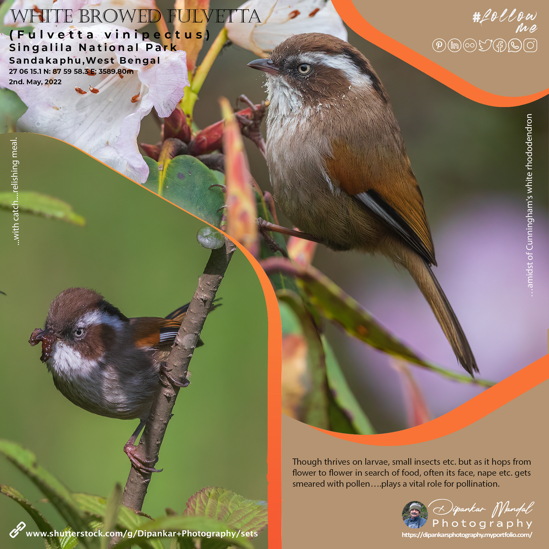White browed Fulvetta