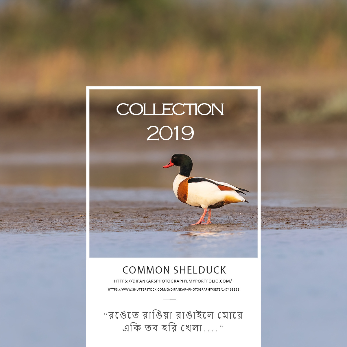 Common Shelduck