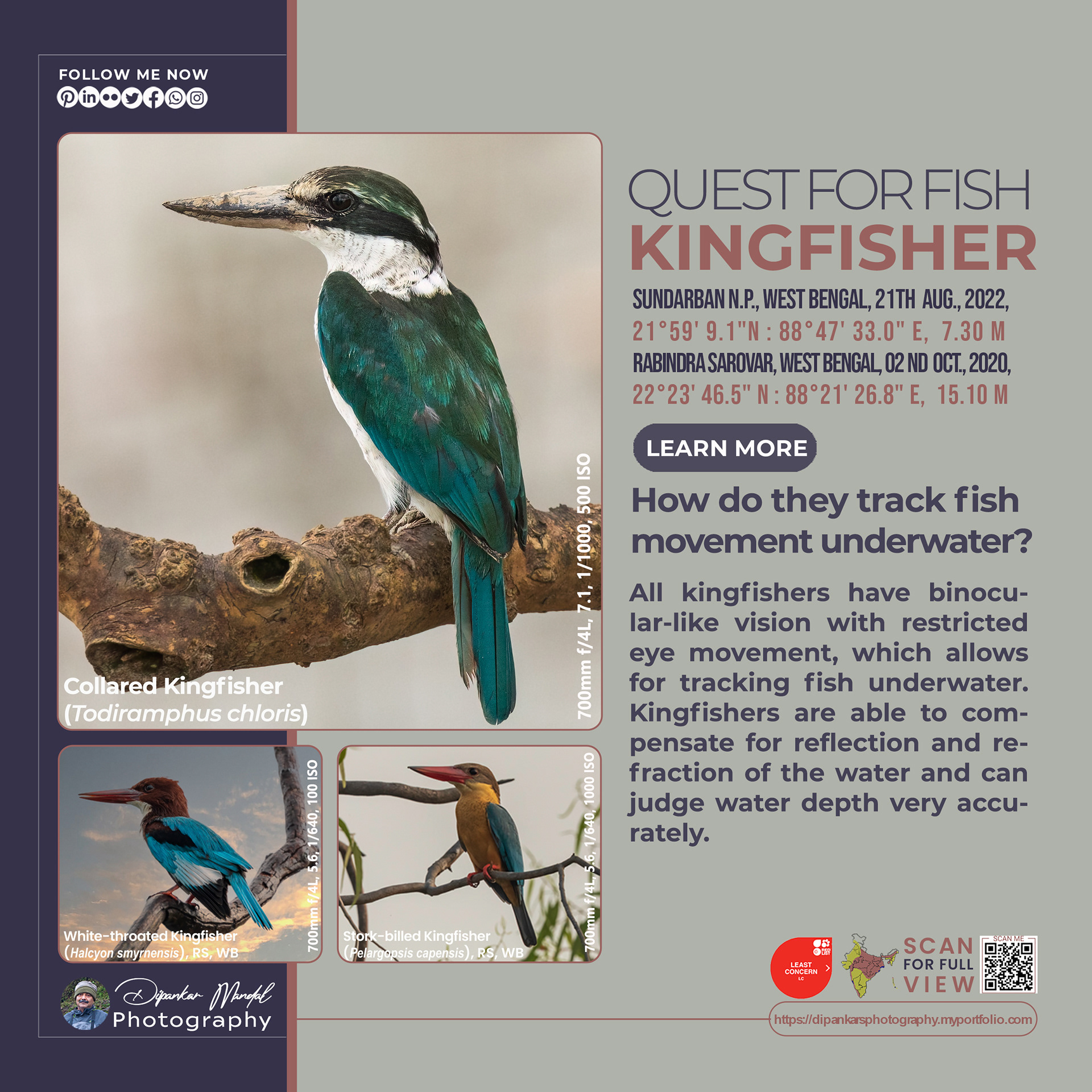 Kingfisher_02