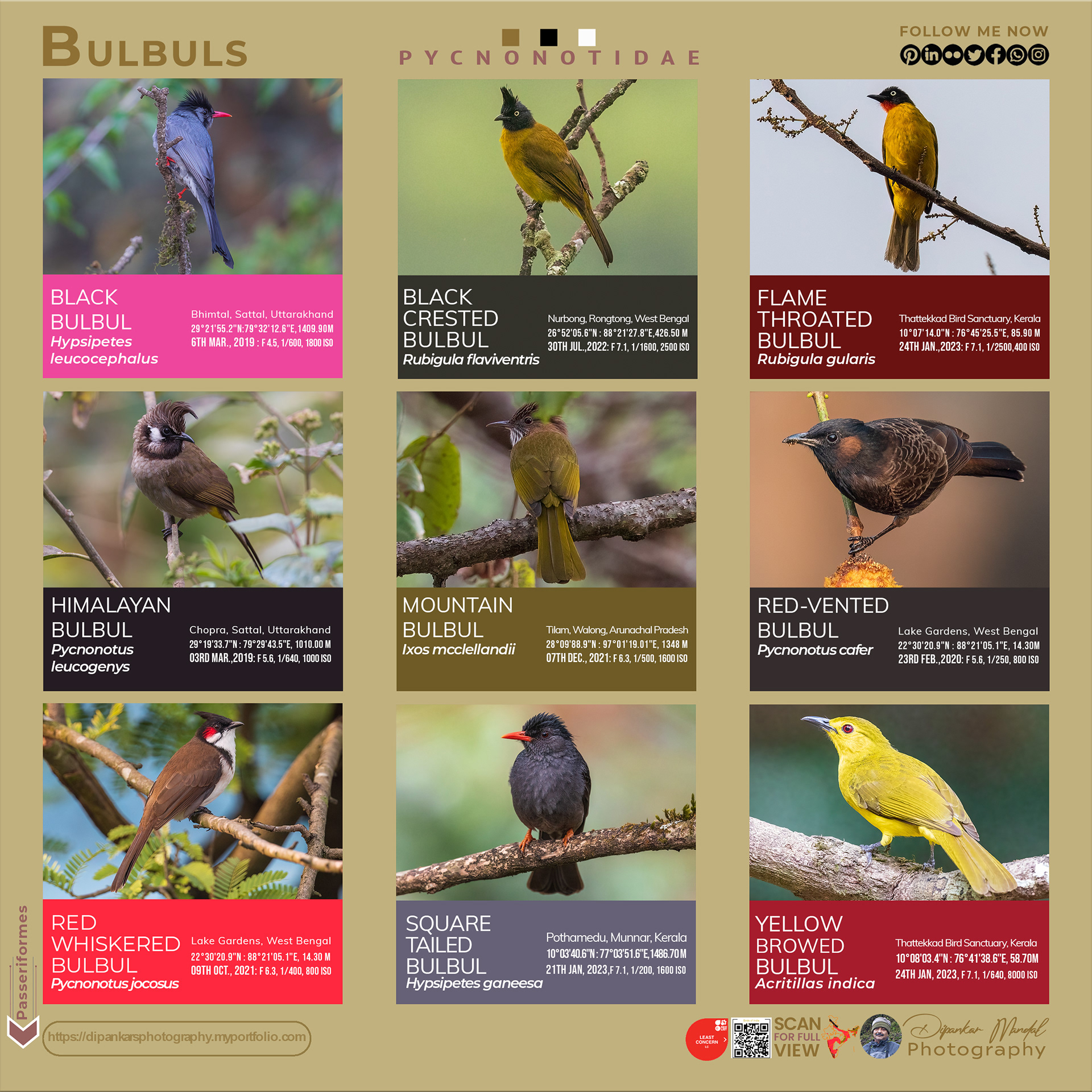 Bulbul_01