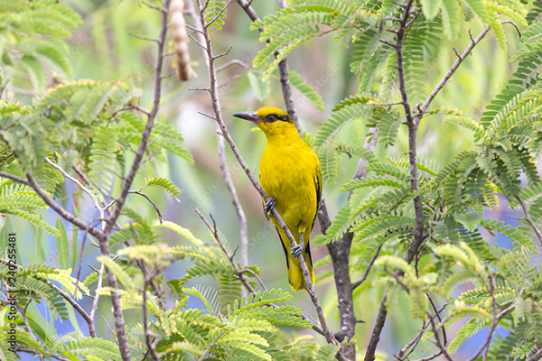 Dipankar Mandal - Birds of India