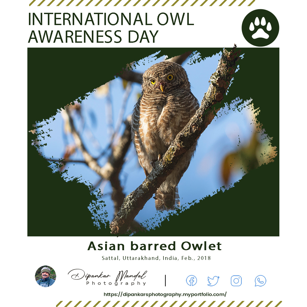 Asian Bared Owl