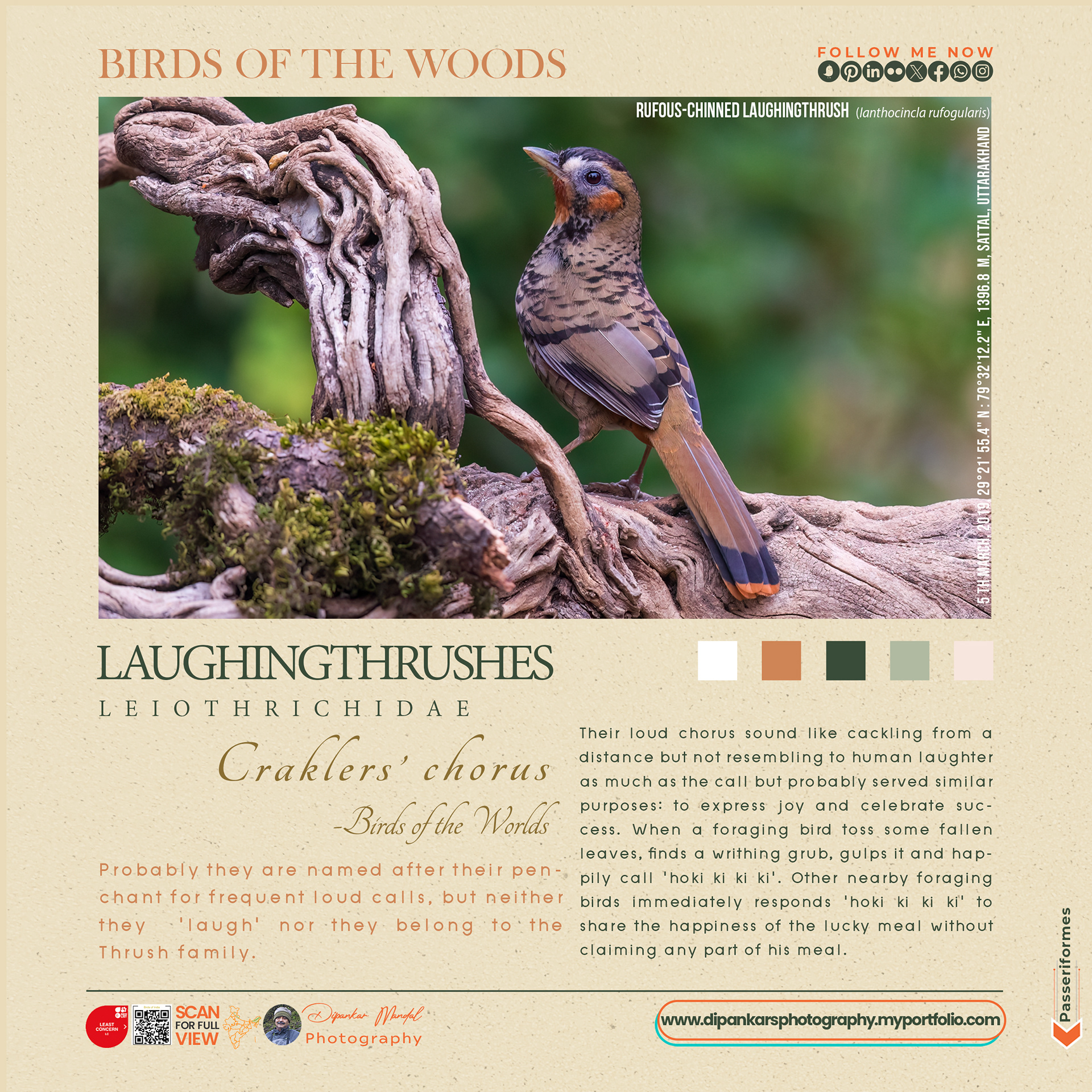 Laughingthrush-01