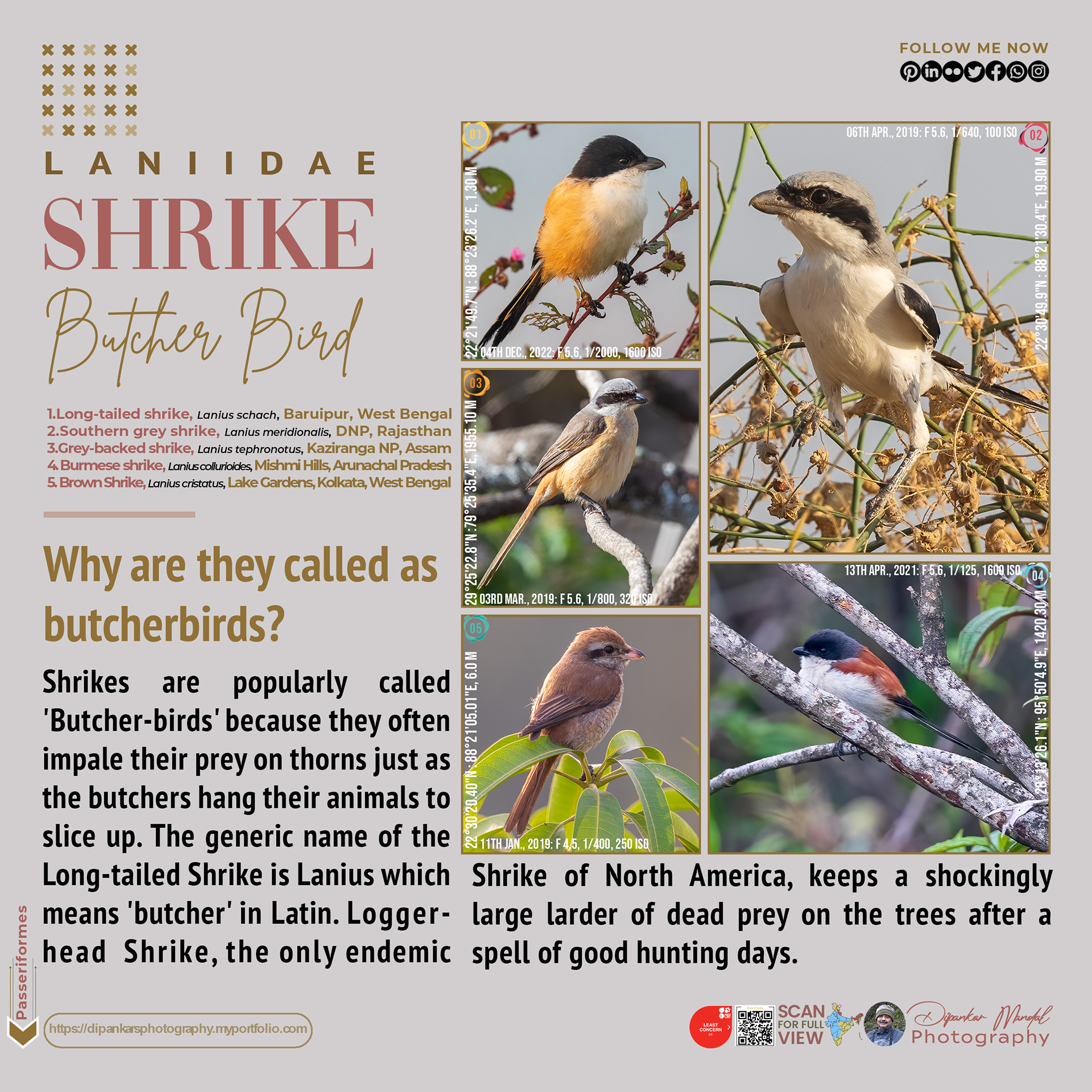 Shrike_01