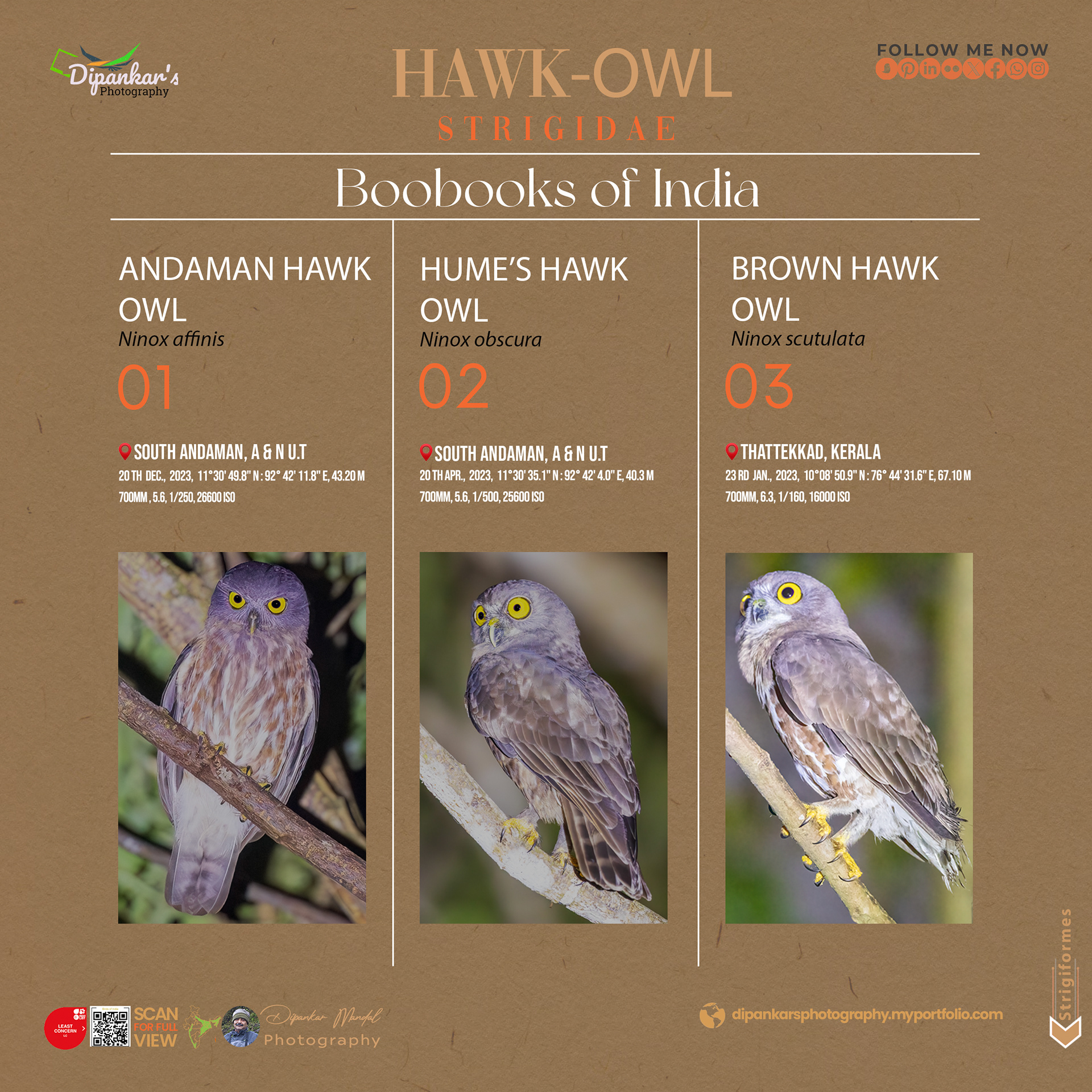 Hawk Owl