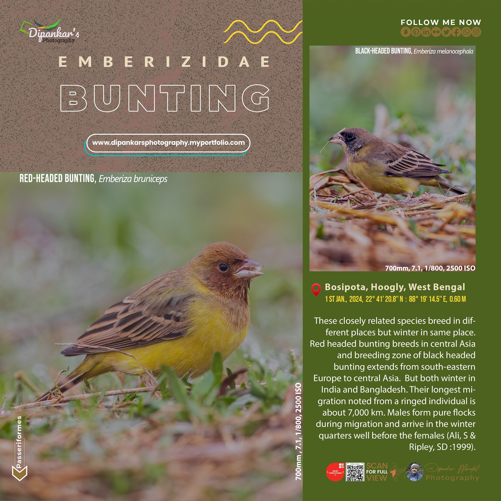 Buntings_1