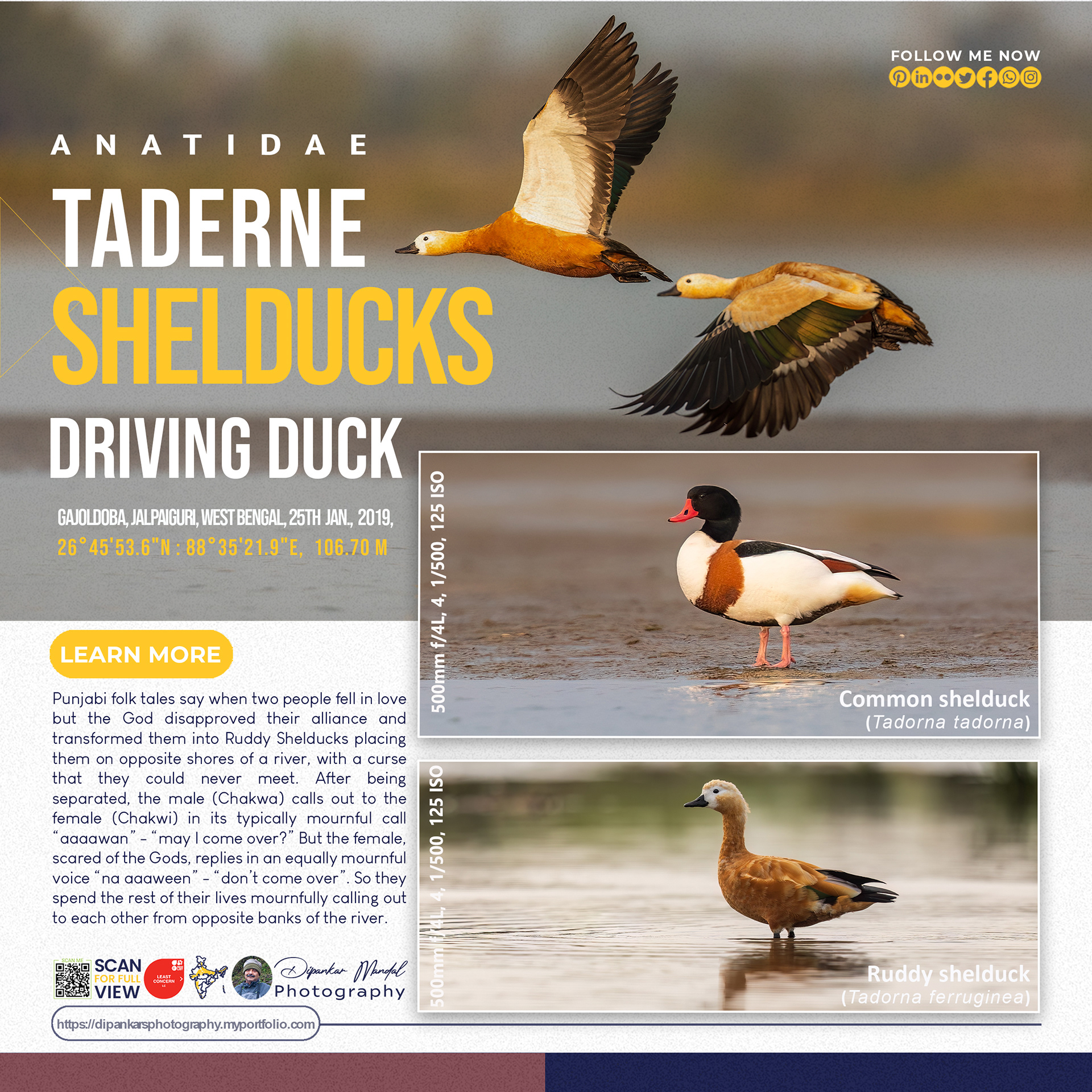 Shelducks