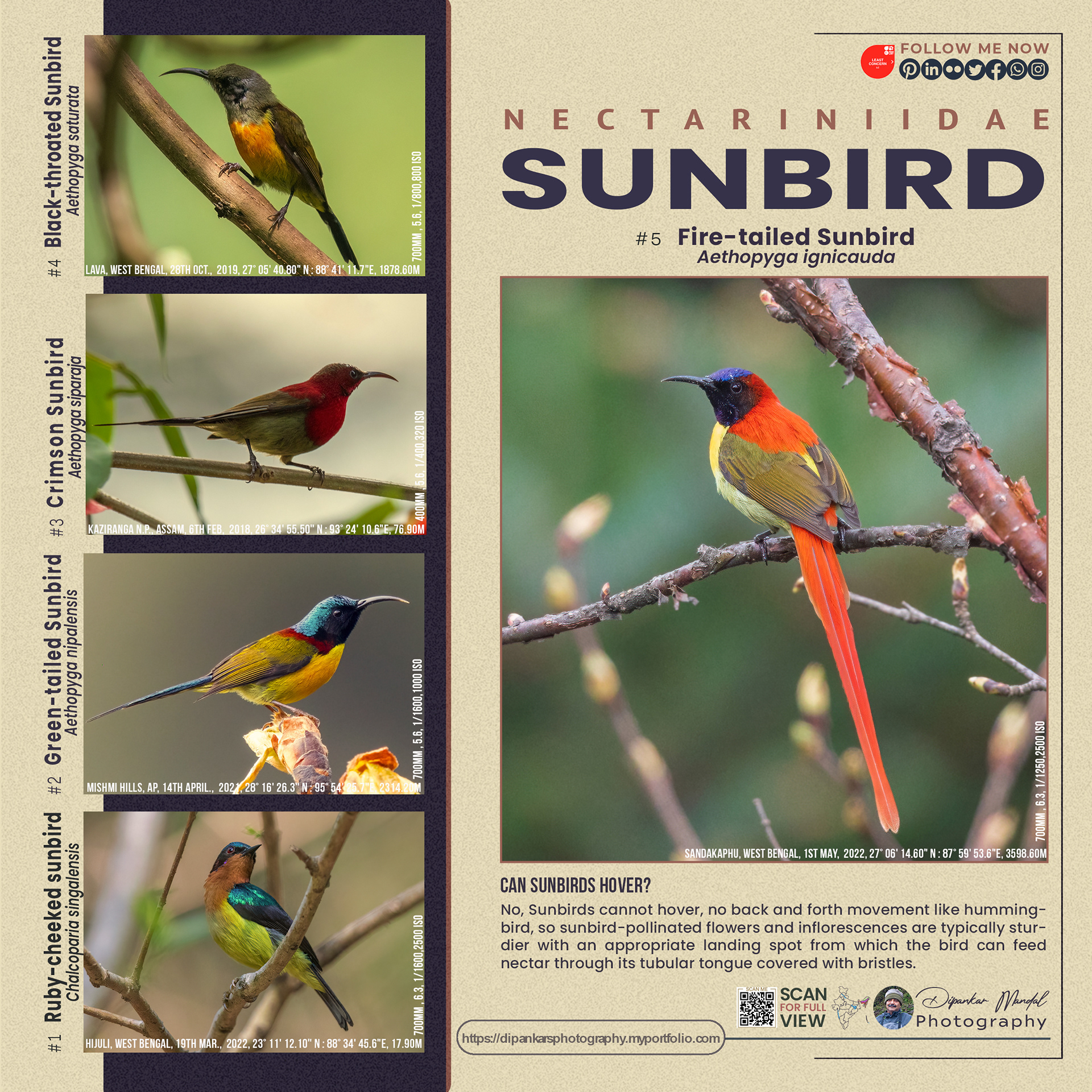 Sunbirds_01