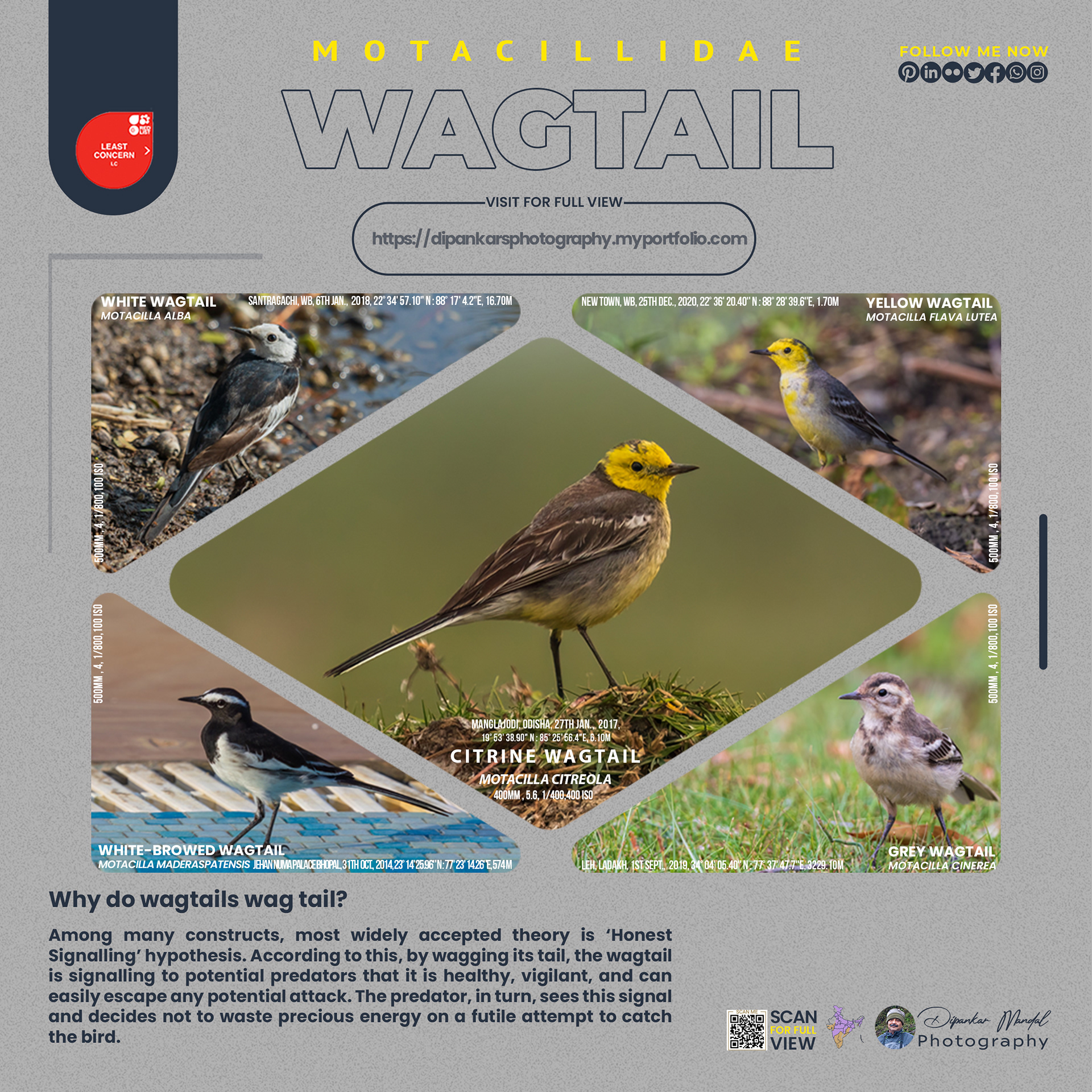 Wagtail_01