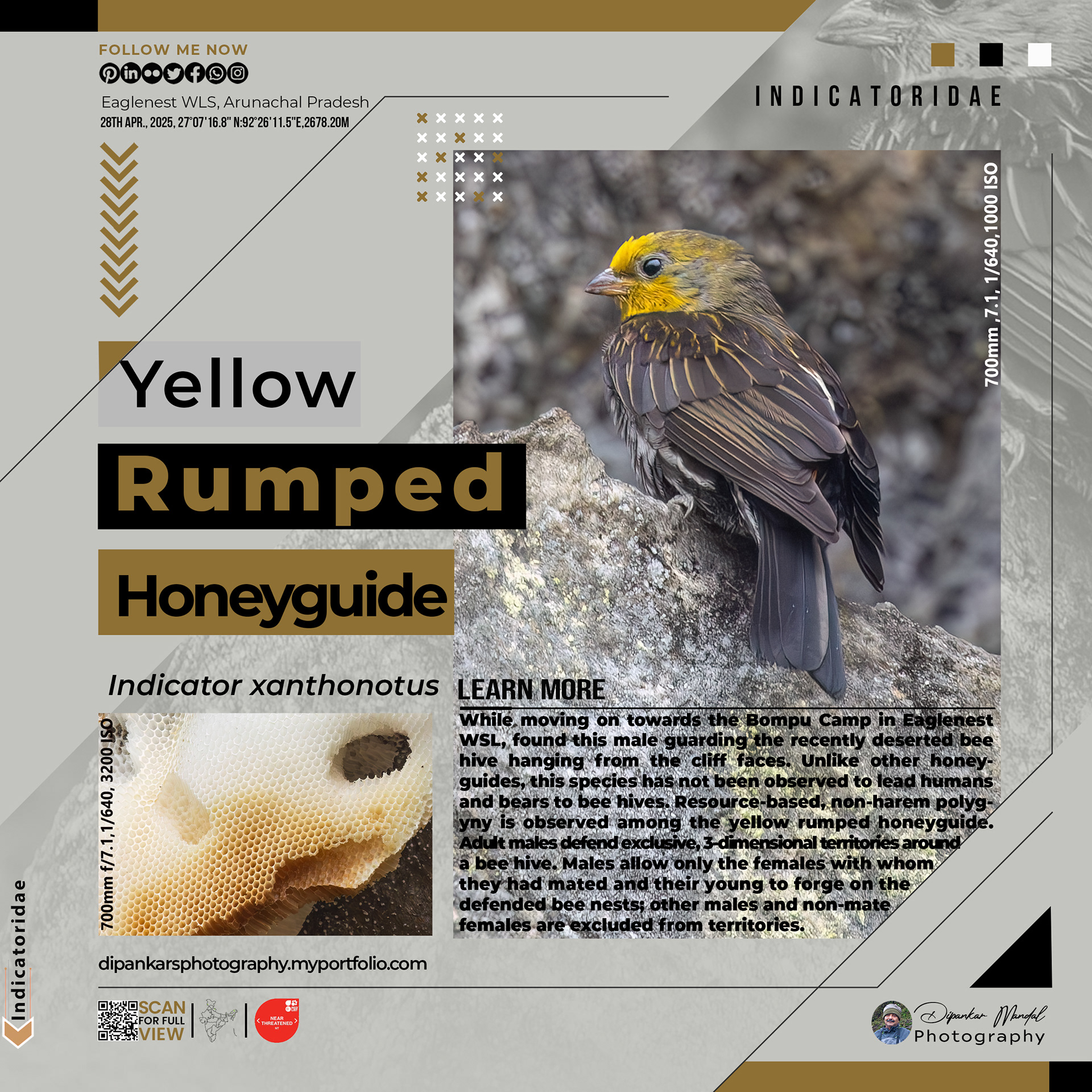 Yellow-rumped honeyguide