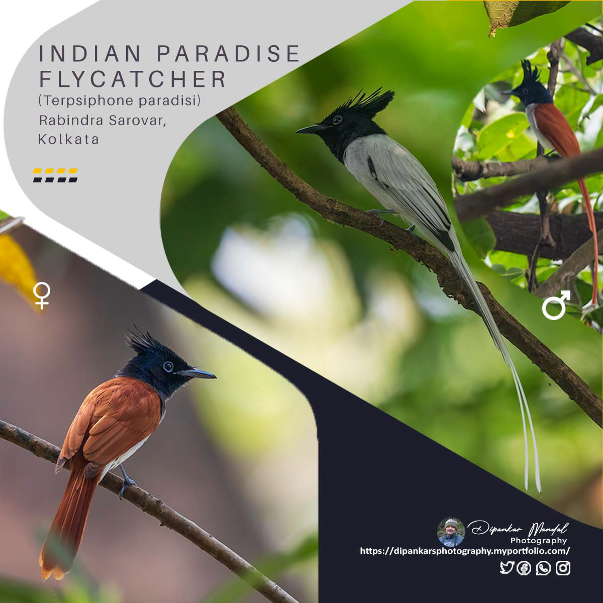 Indian Paradise Flycatcher