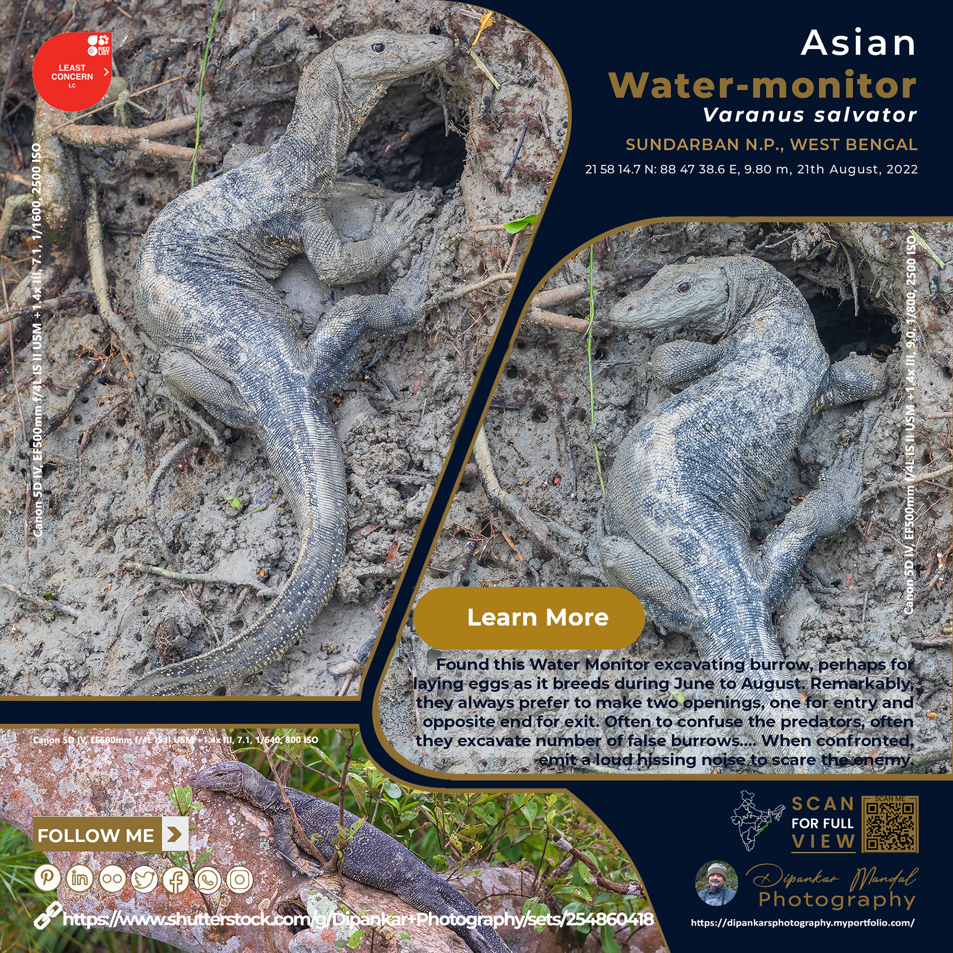 Asian water monitor