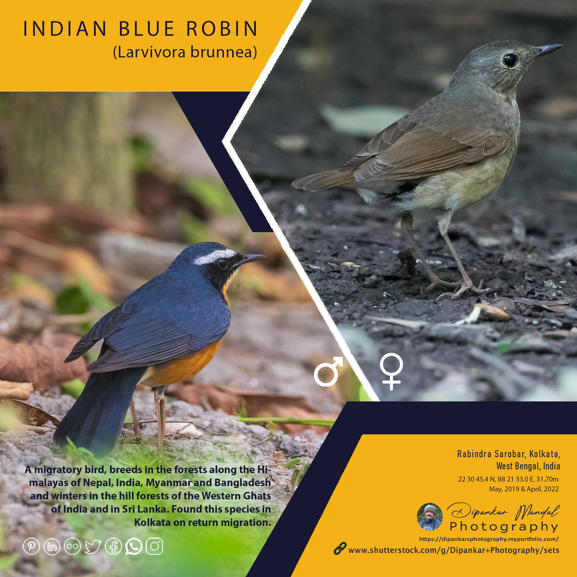 Indian Blue Robin