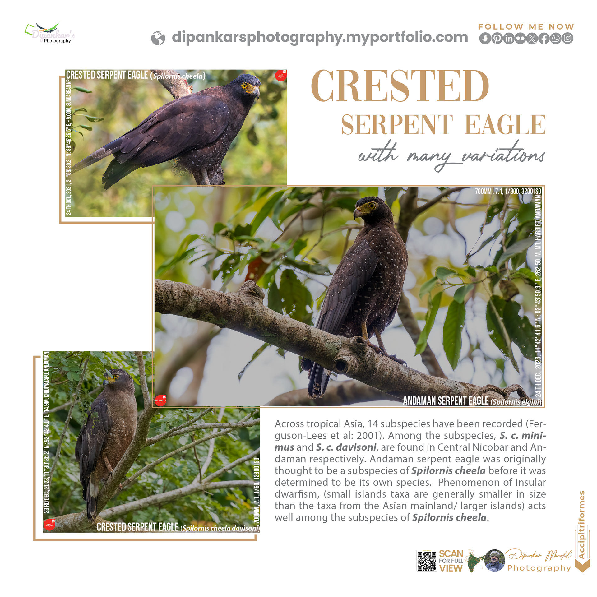 Crested serpent eagle