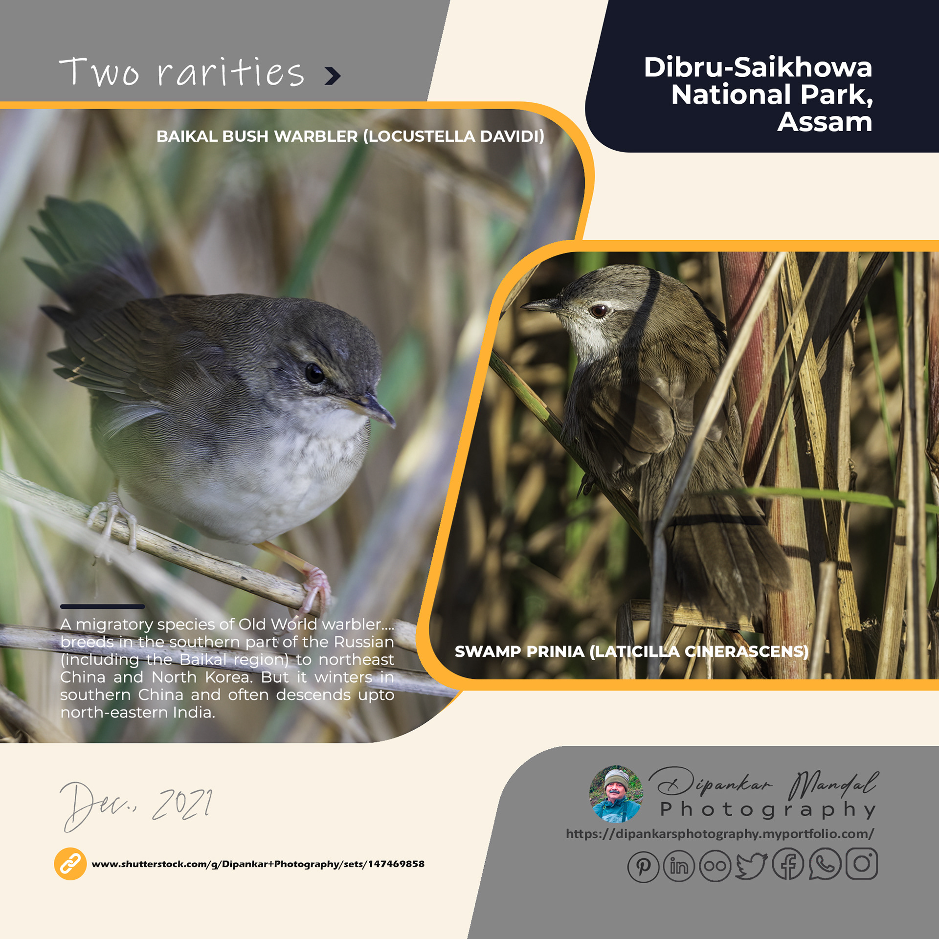 Swamp prinia