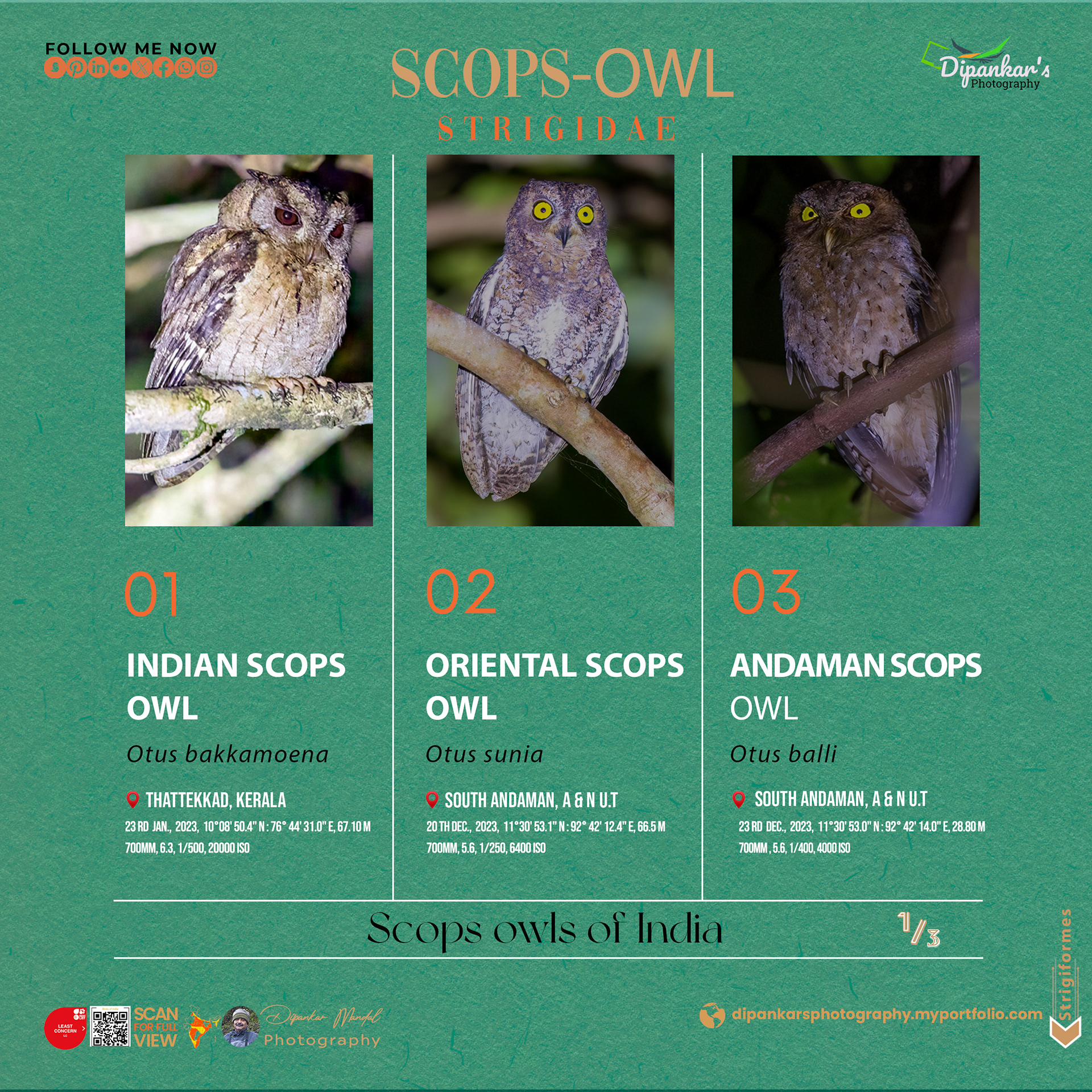 Scops Owl