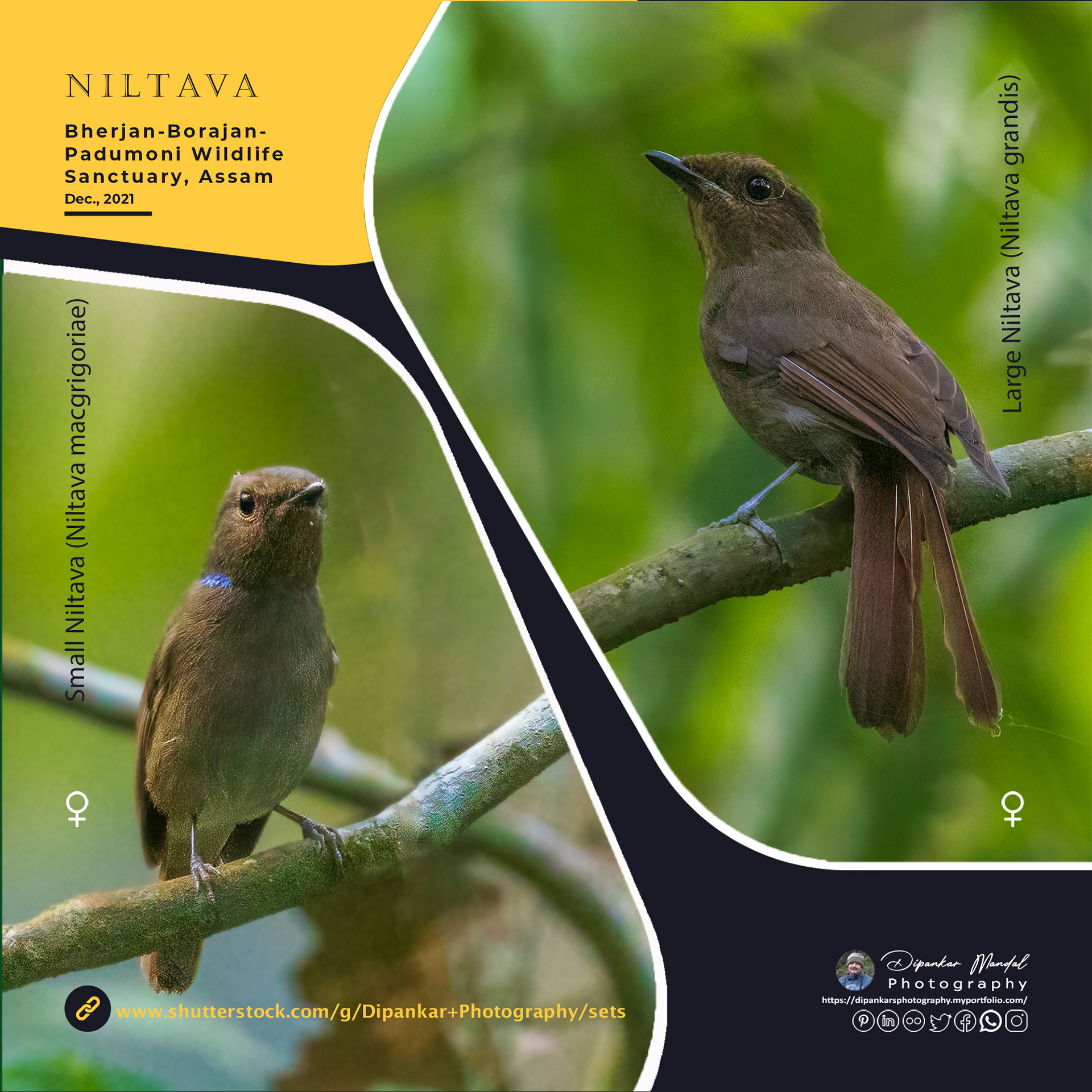 Niltavas