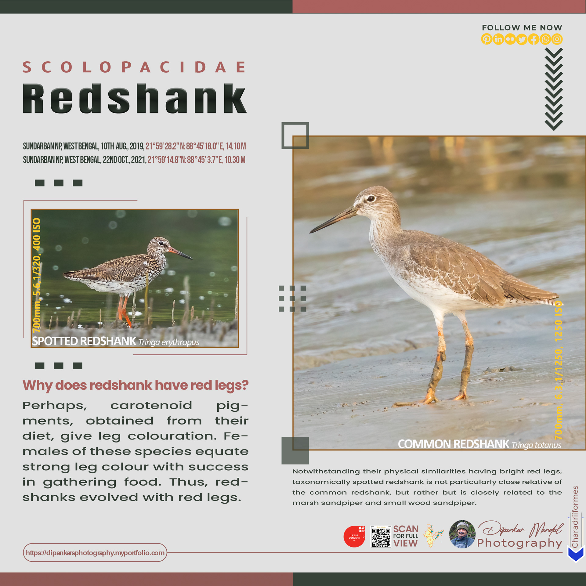 Redshank