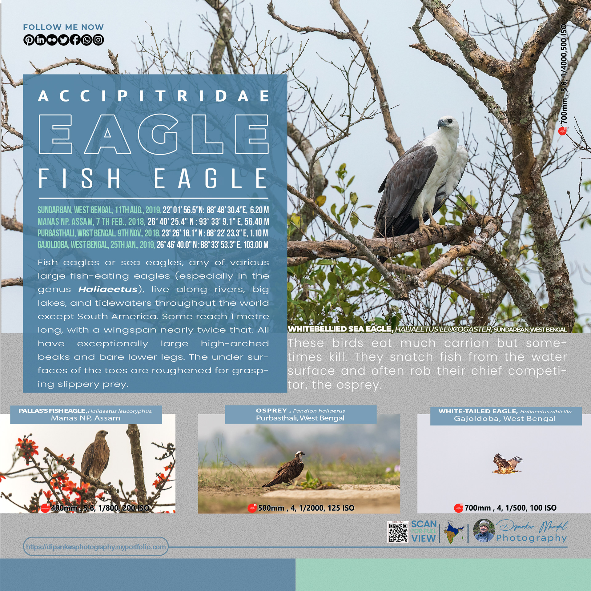 Eagle_02