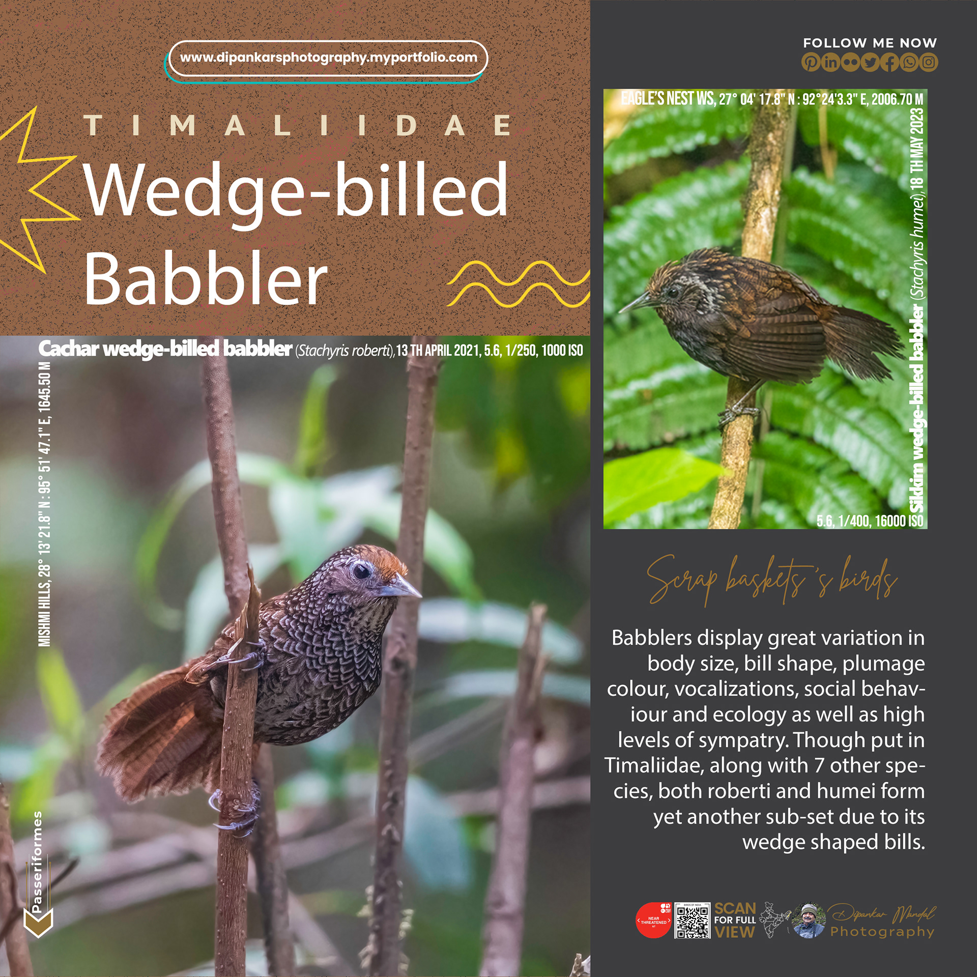 Wedge-billed Babbler