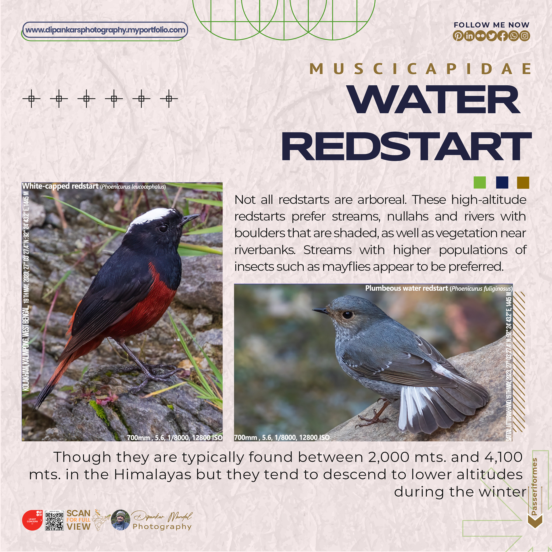 Redstart_04
