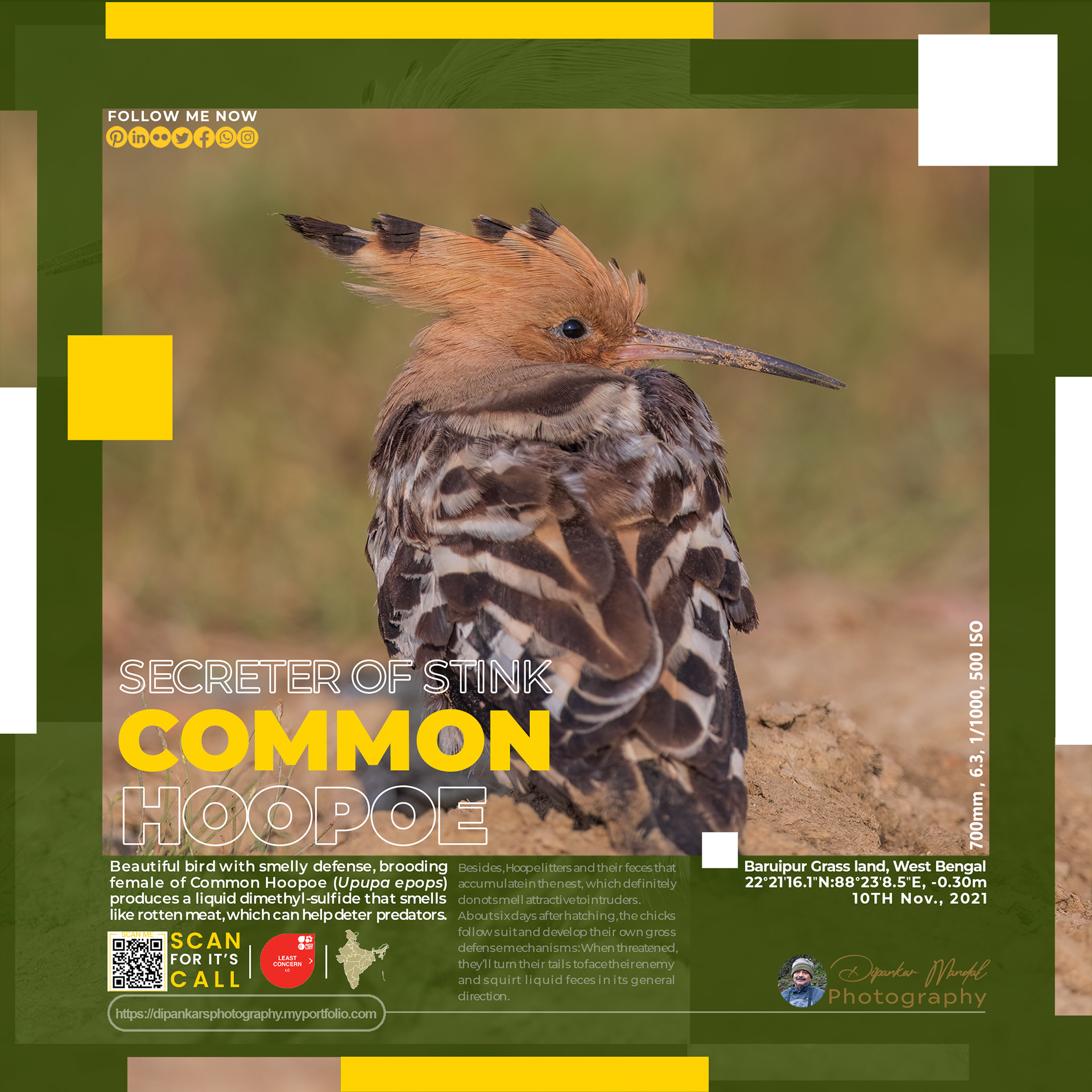 Hoopoe