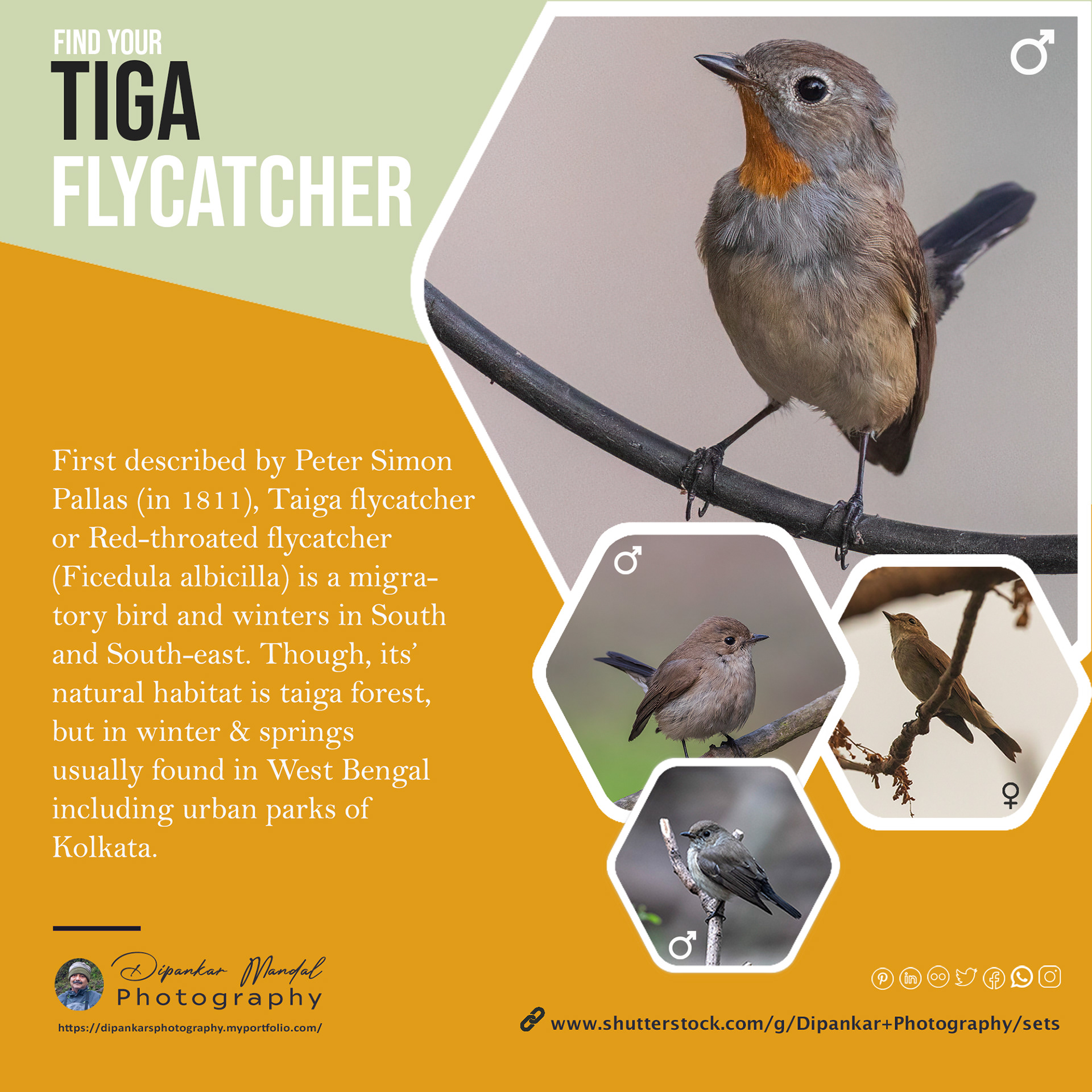 Tiga Flycatcher