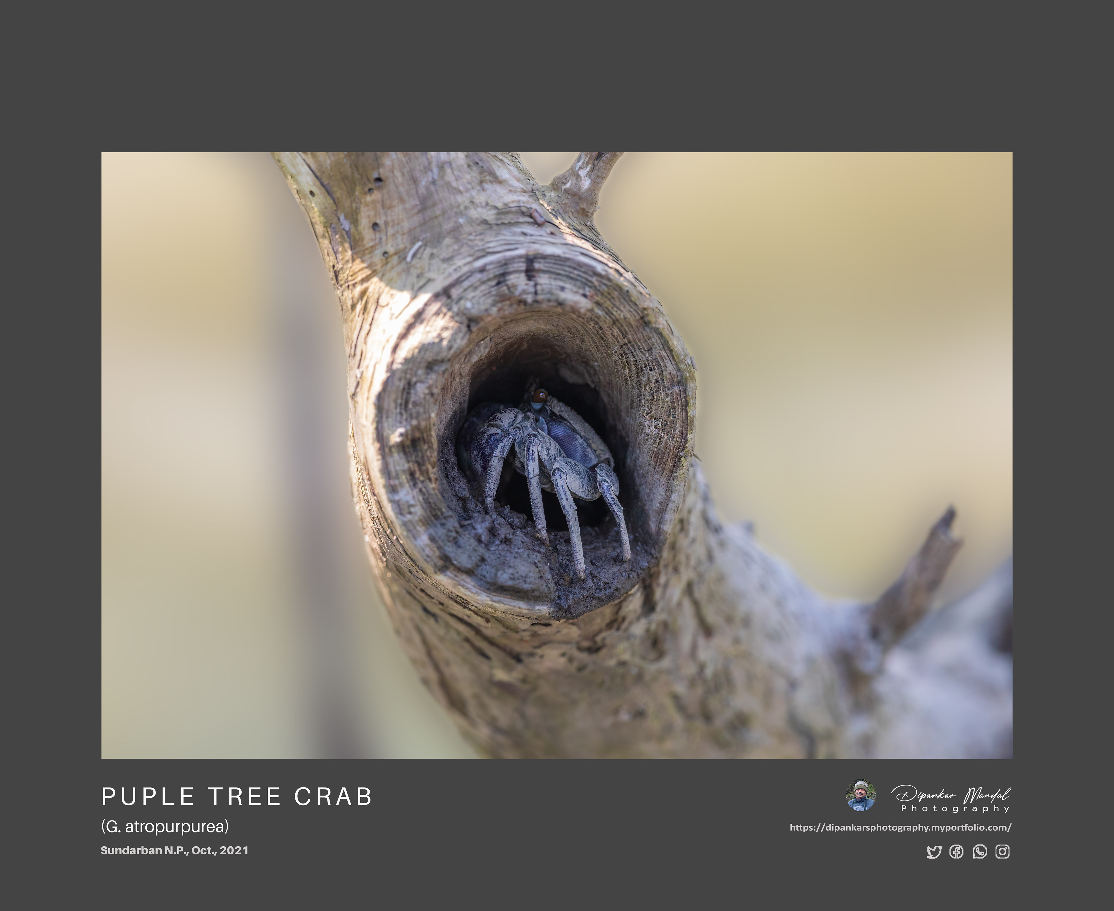 Purple tree crab