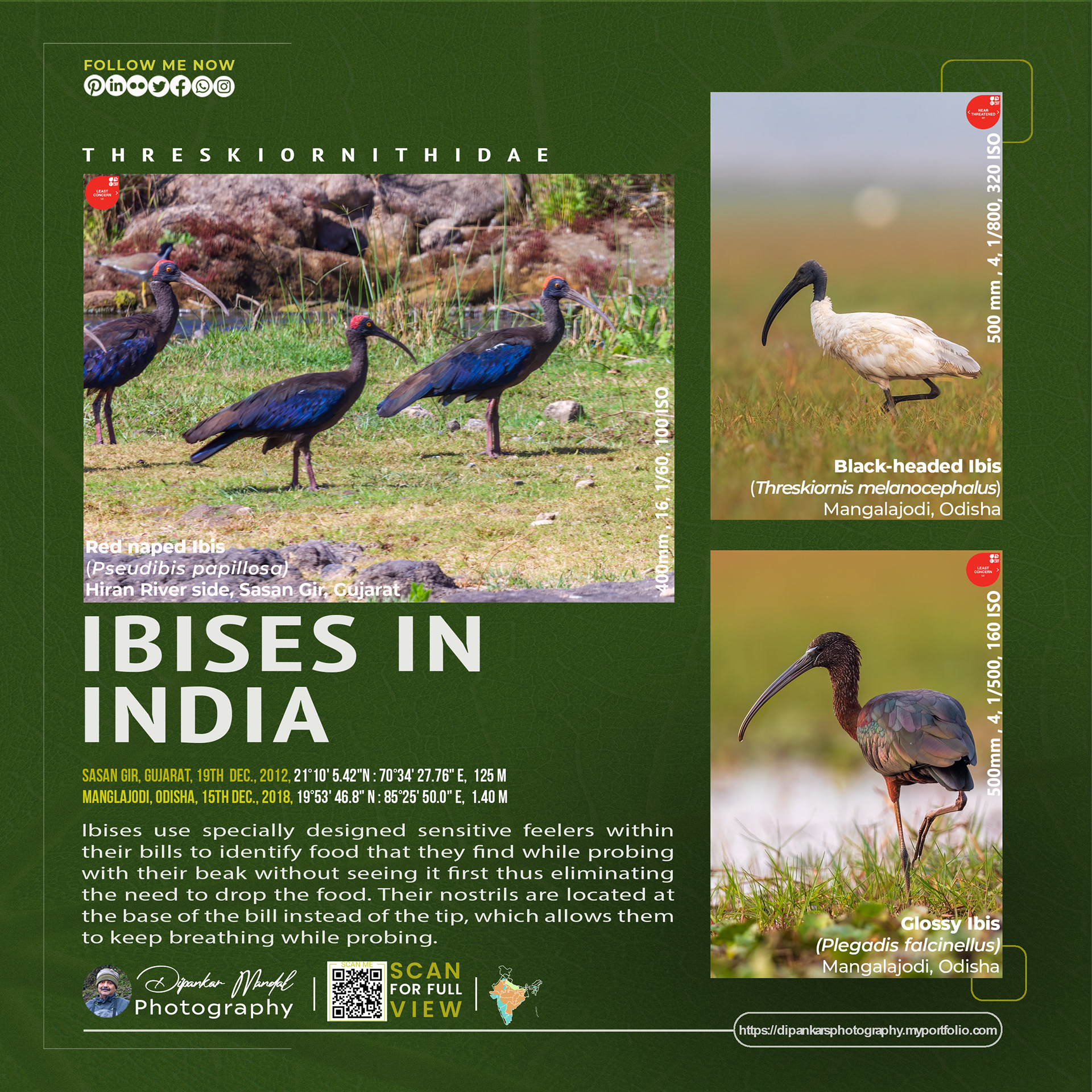 Ibises