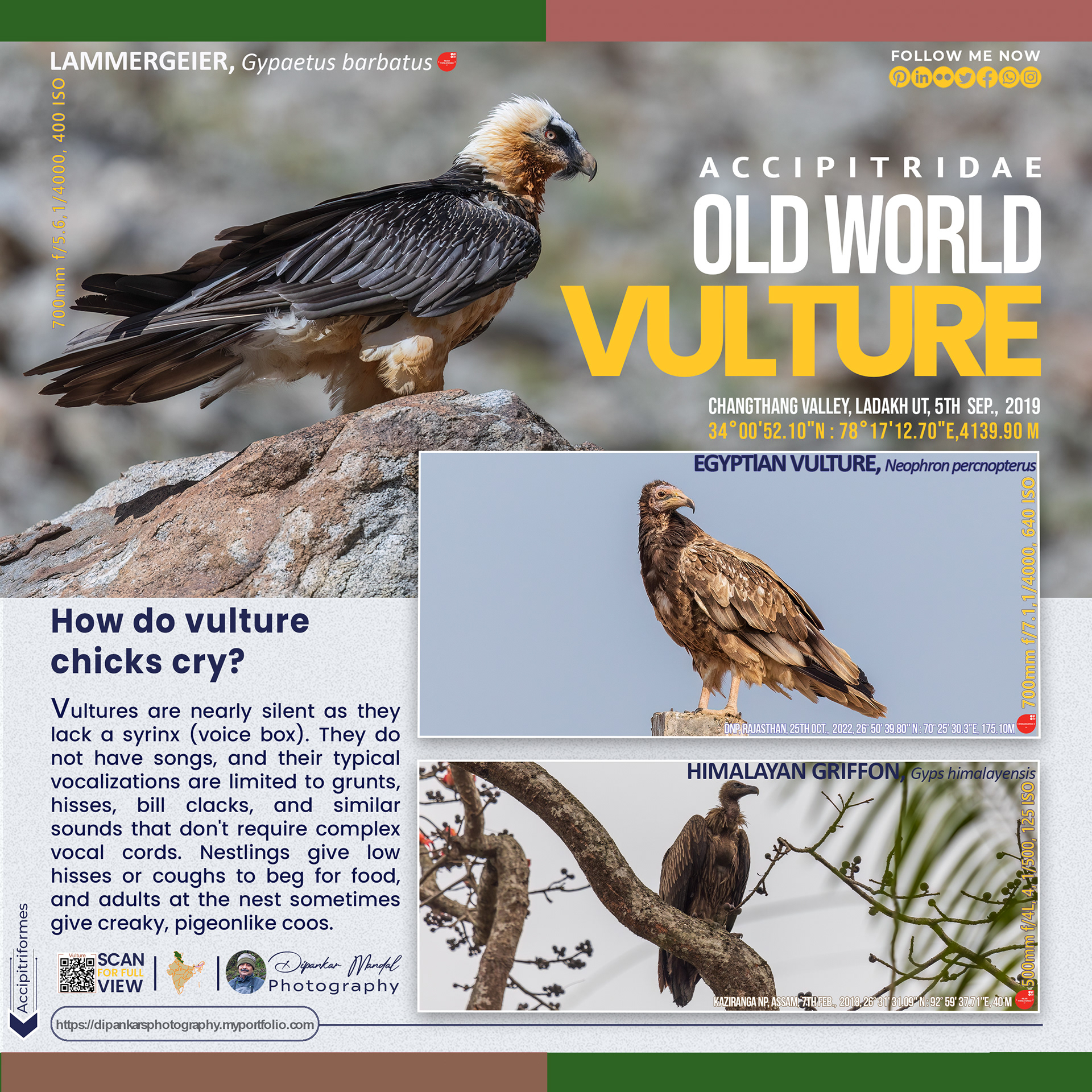 Vulture_01