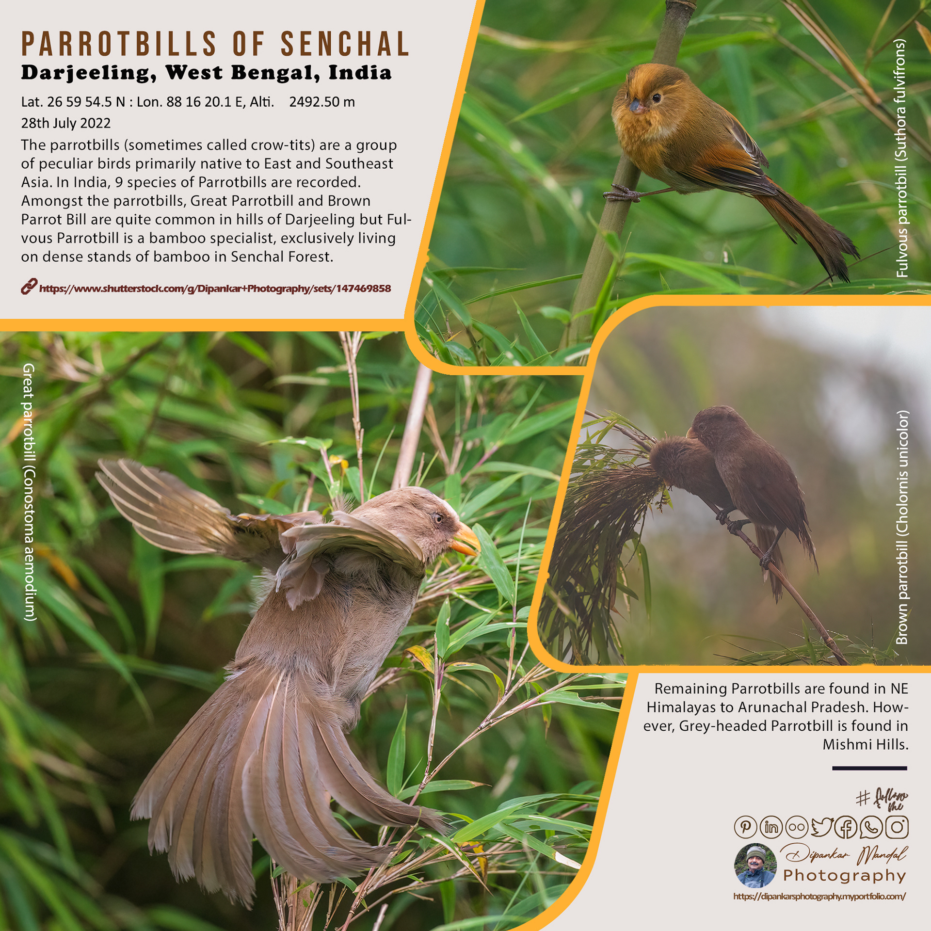 Parrotbill