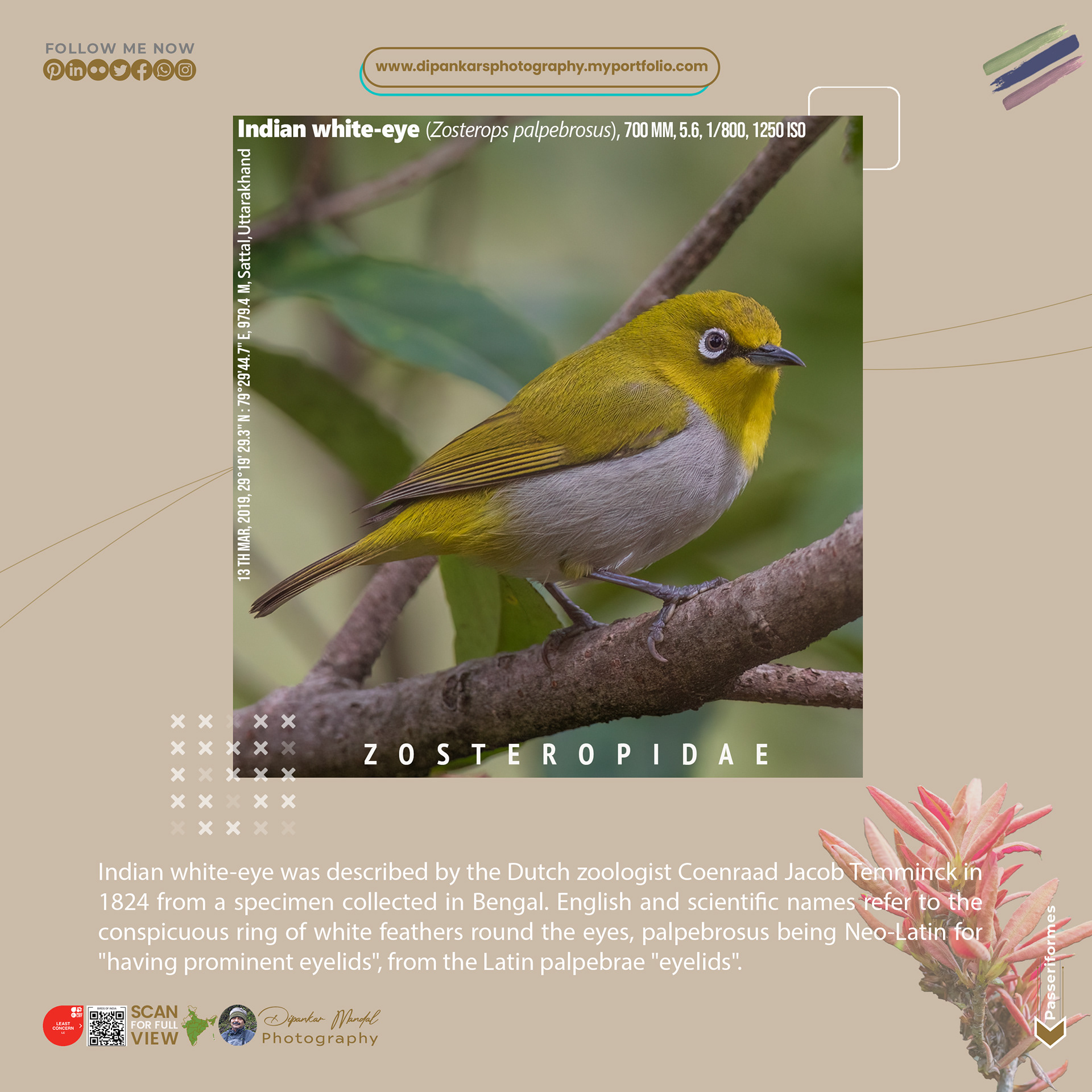 Indian White Eye