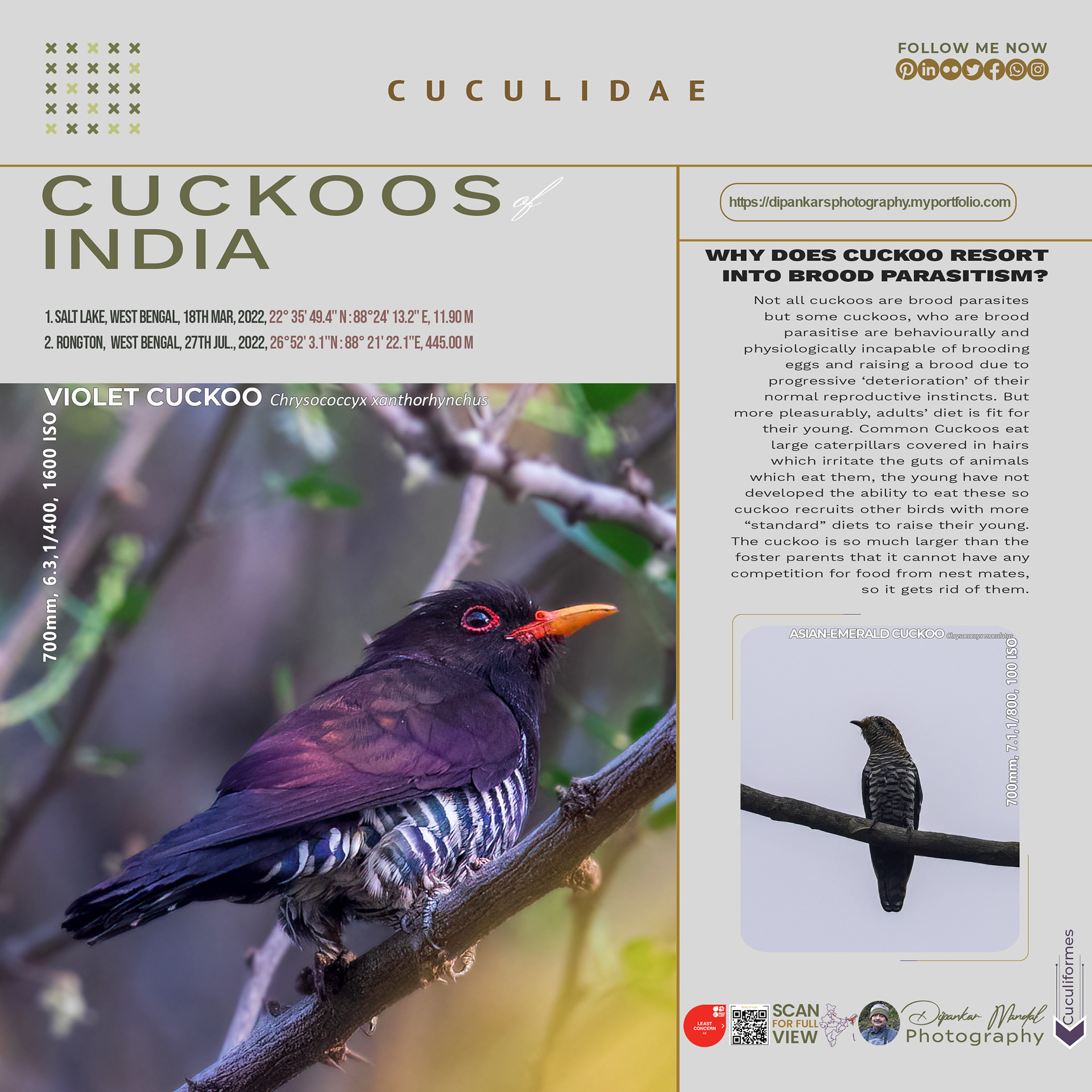 Cuckoo_03