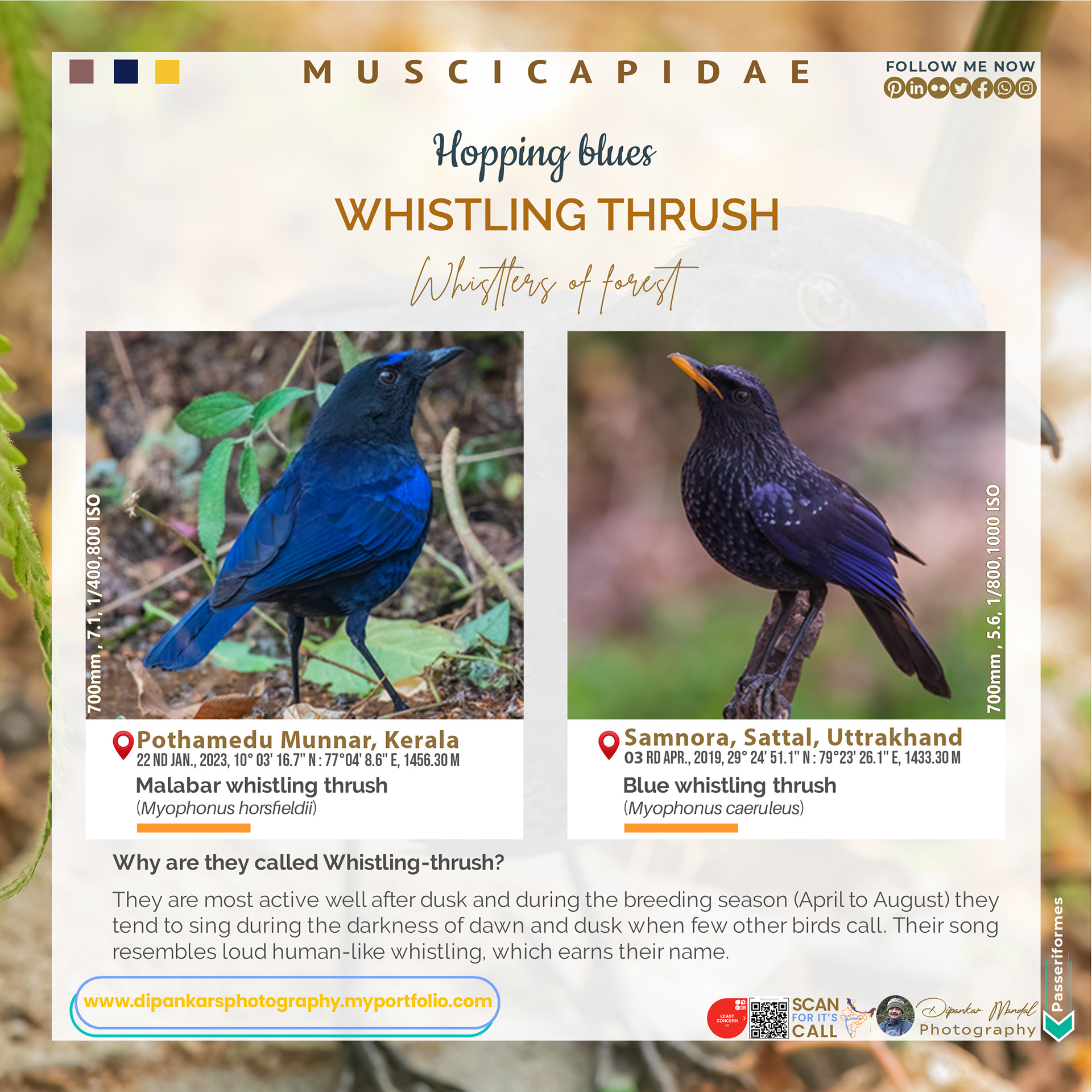 Whistling Thrush