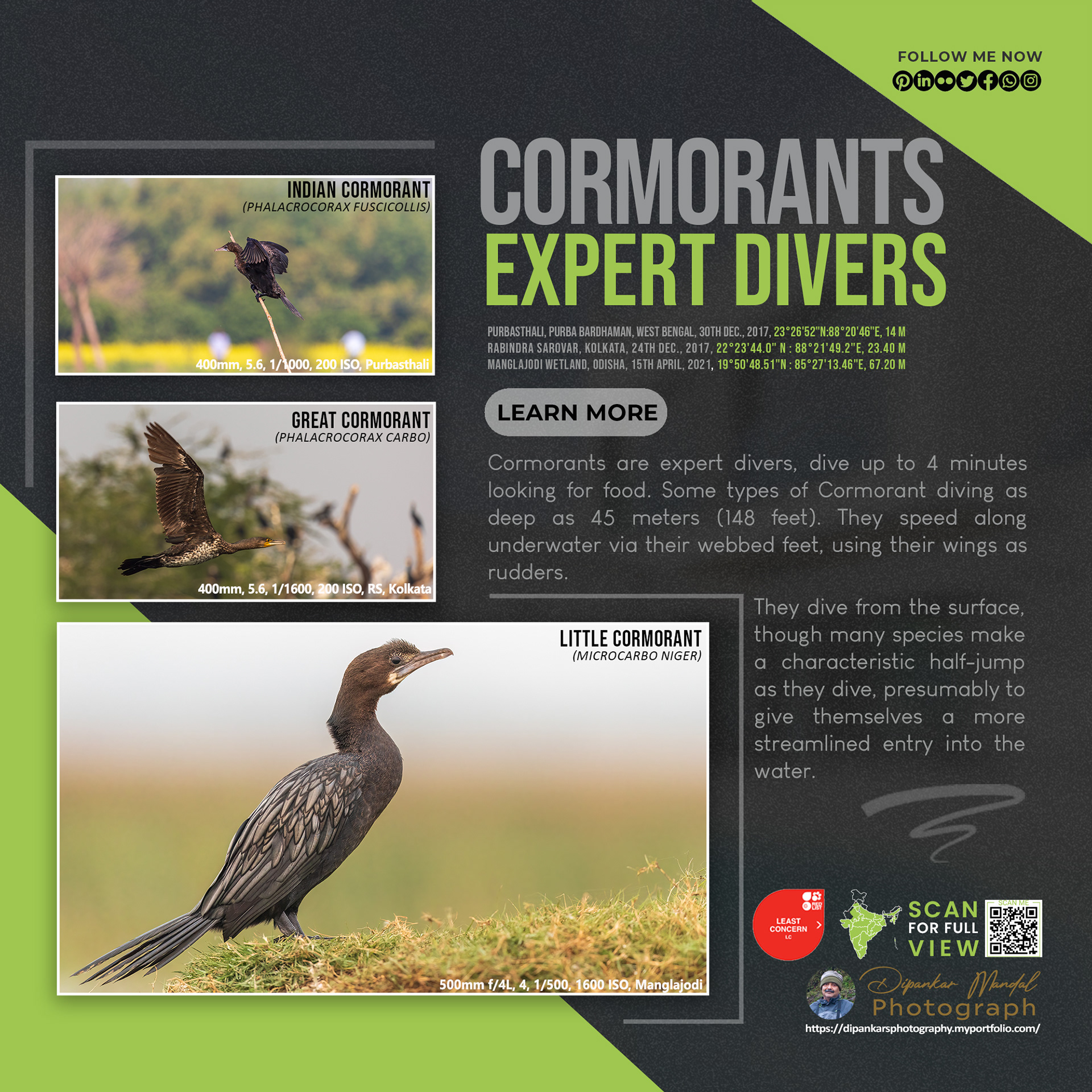 Cormorants
