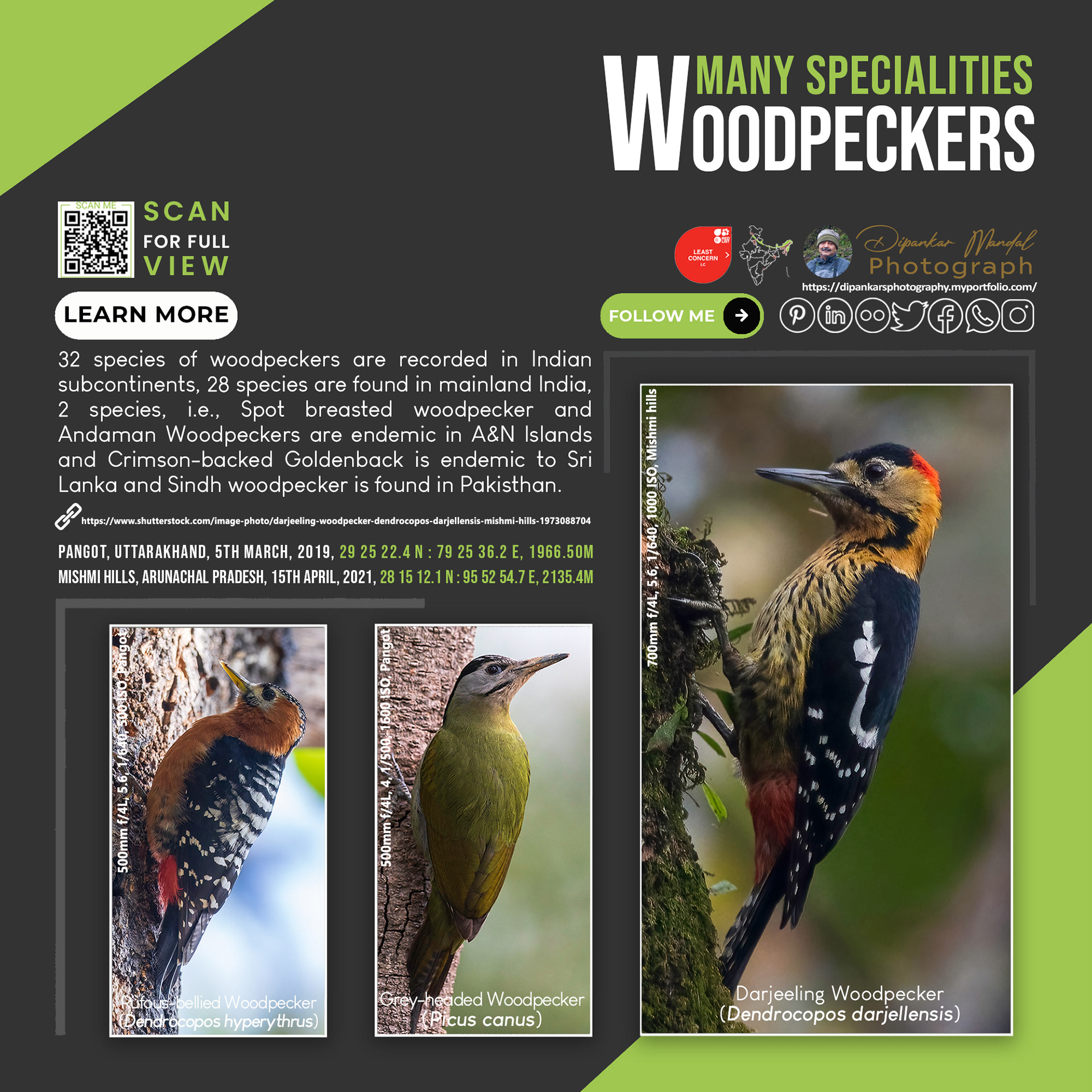 Woodpecker-01