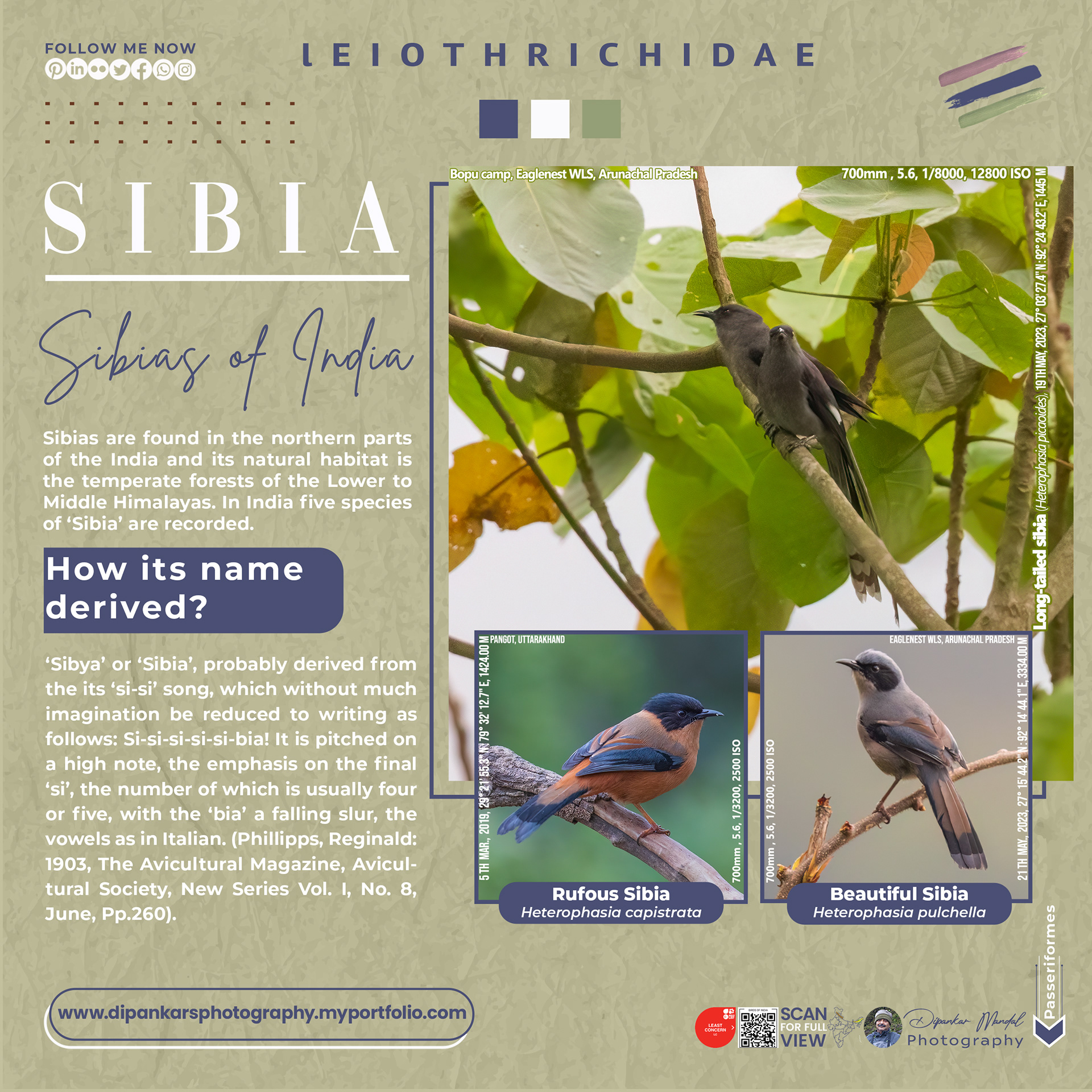 Sibia_01