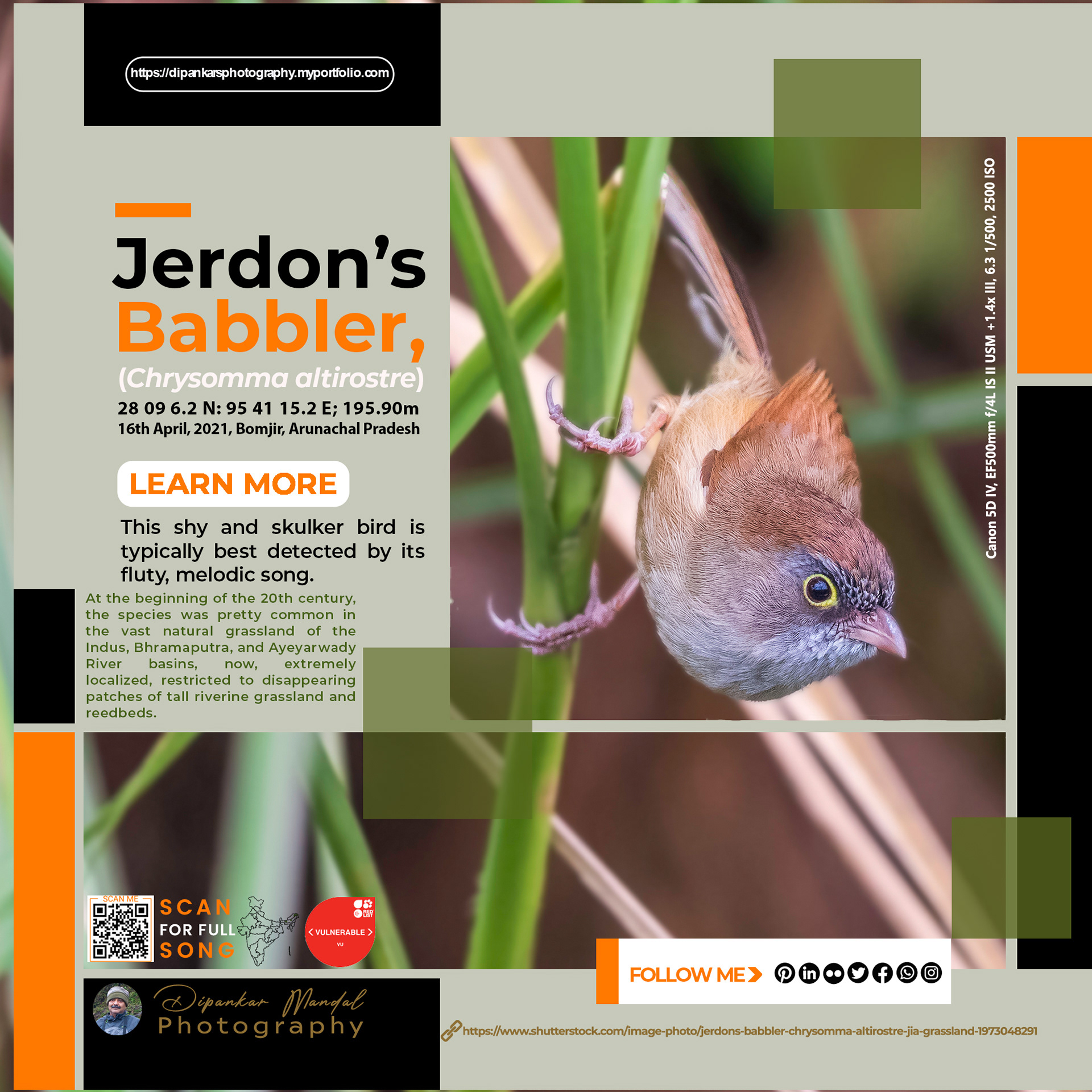 Jerdon's Babbler