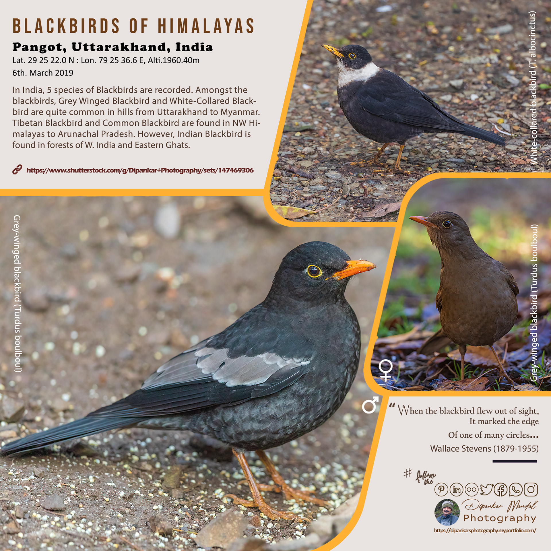 Blackbird