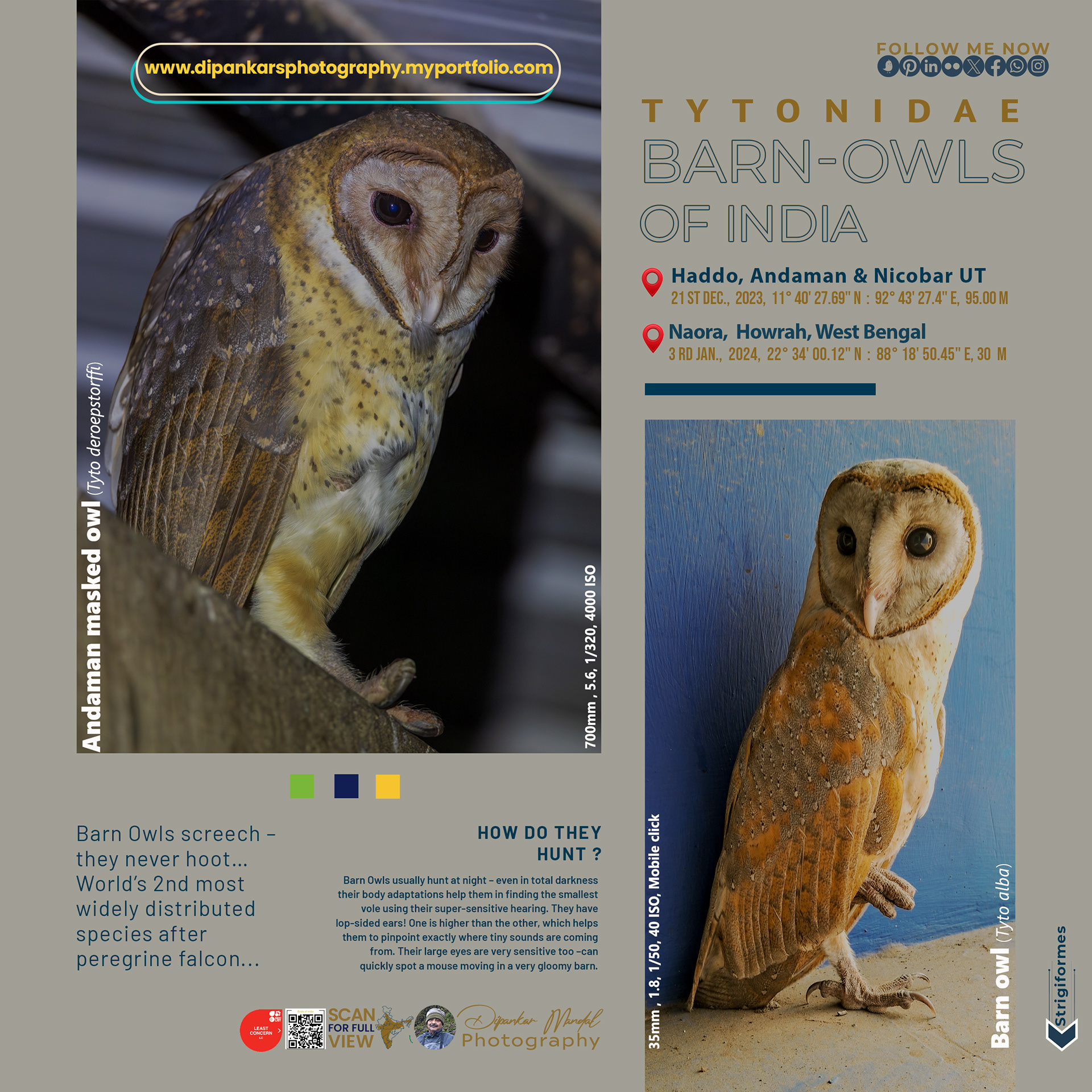 Barn Owl